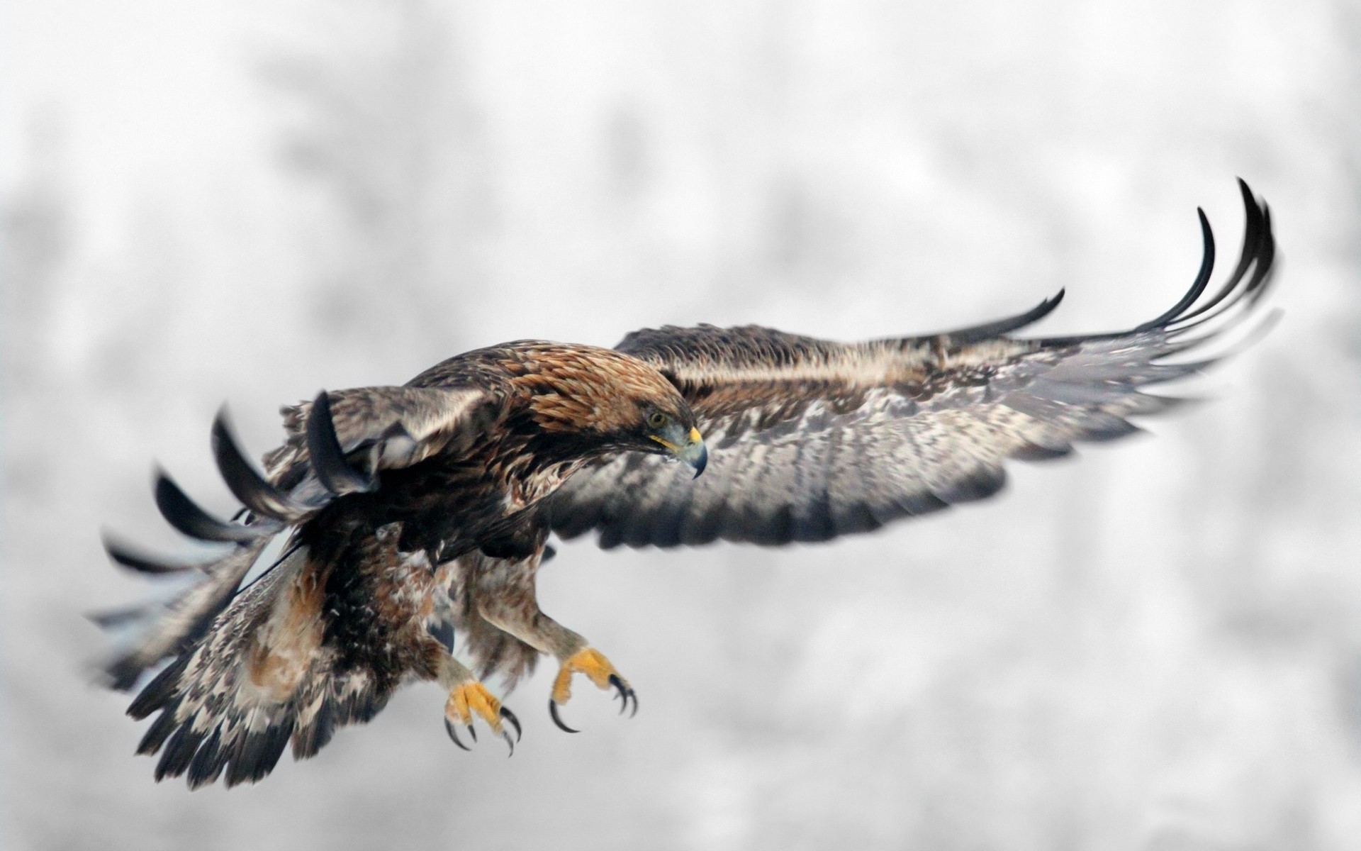 Aquila, Ali spiegate, Atterraggio, Full HD, sfondo per portatile