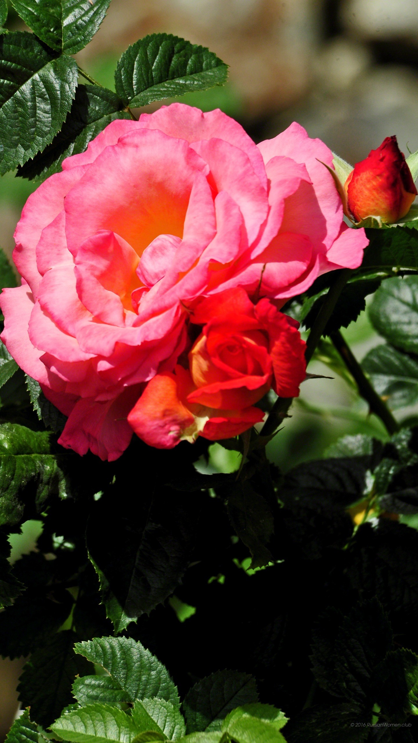 Rose rosa, Fiori, Foglie, QHD+, schermata di blocco LG G5