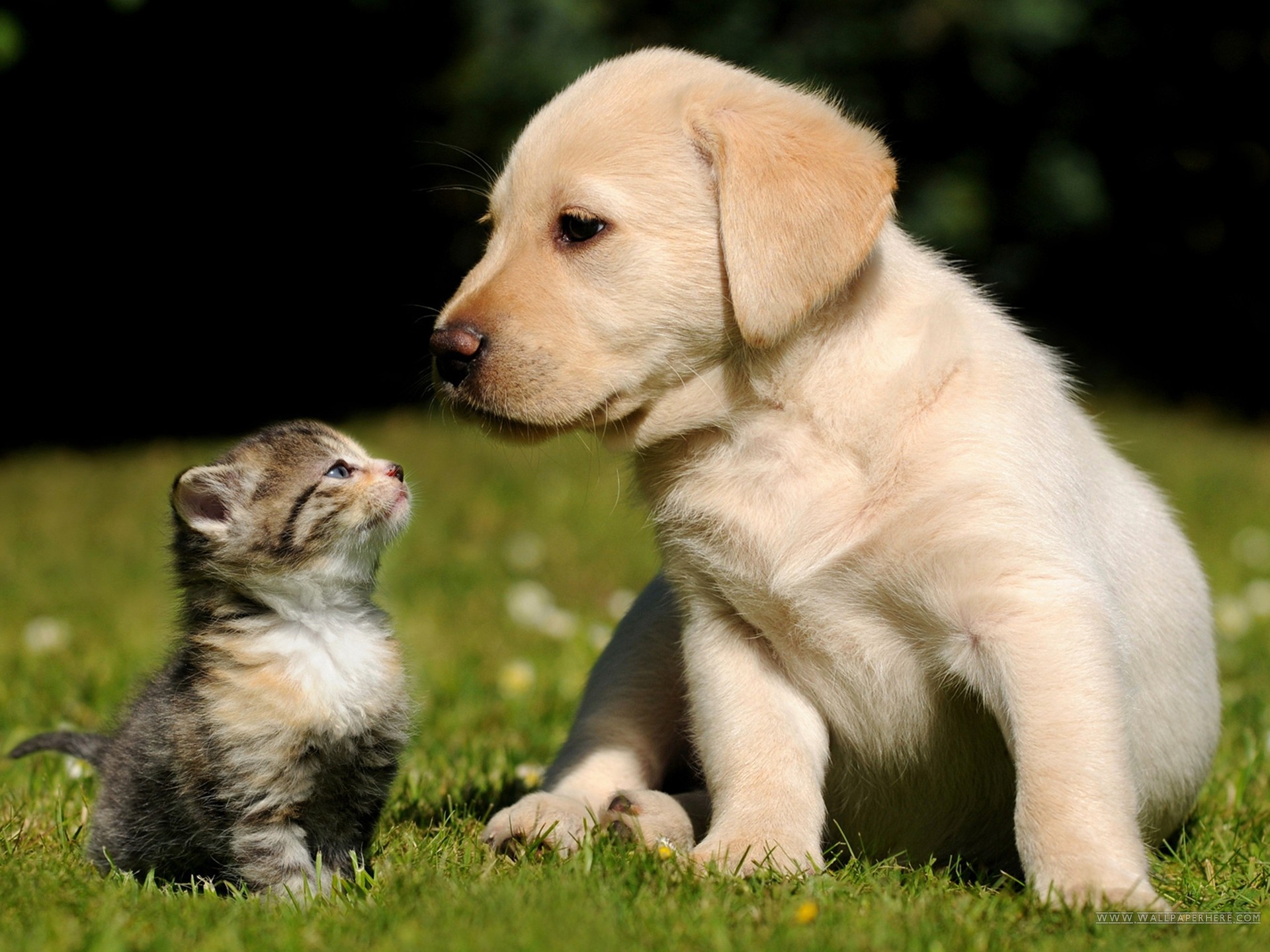 Gattino, Cucciolo di Labrador, Amicizia, Prato, Full HD, schermata di blocco iPad