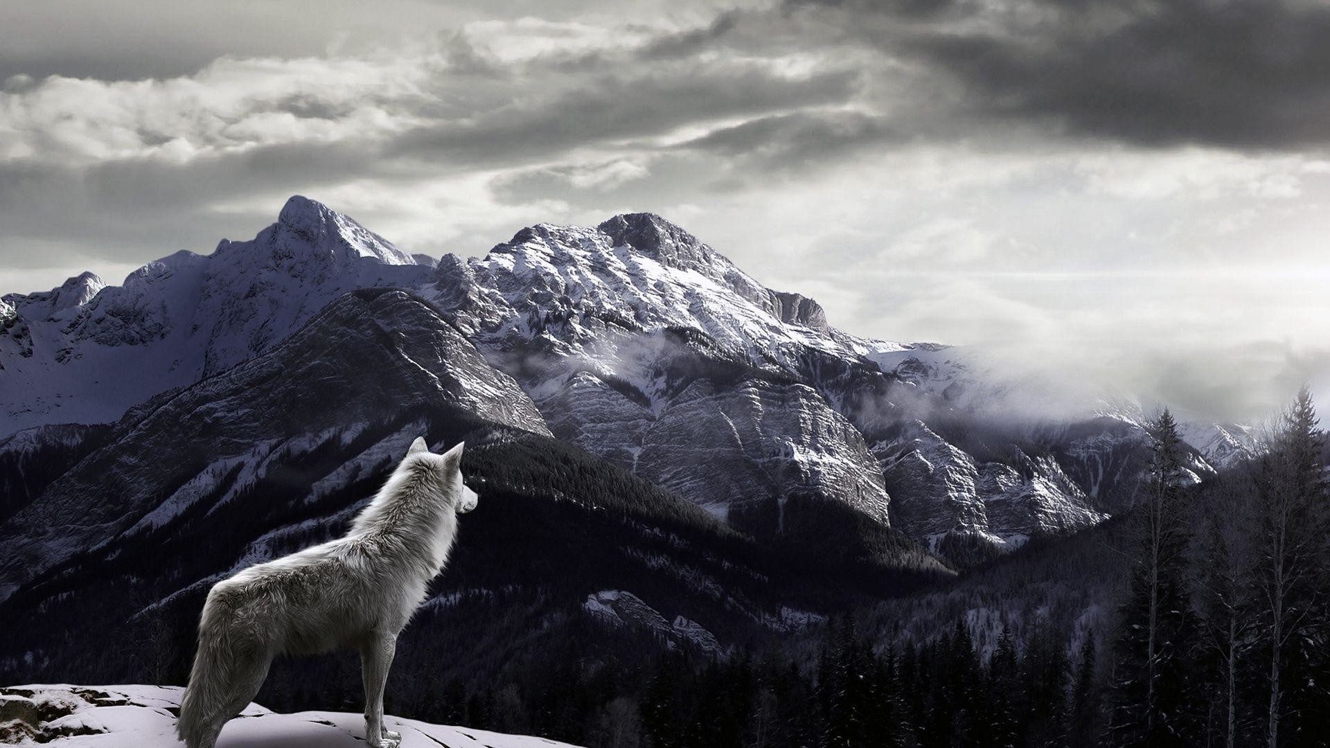 Lupo bianco, Montagne innevate, Paesaggio, Full HD, sfondo per PC