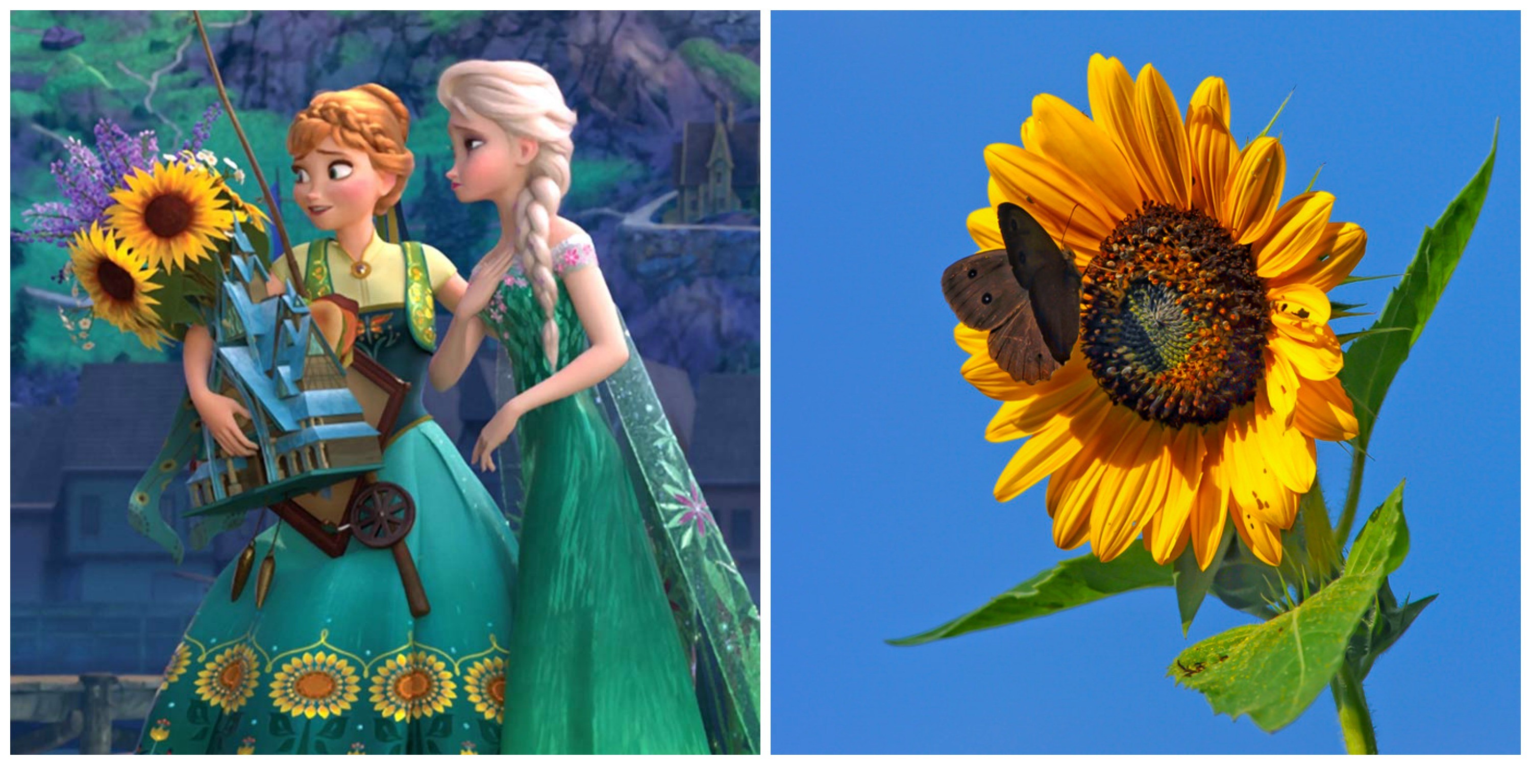 Anna, Elsa, Frozen Fever, Girasoli, Collage, 2K, sfondo Windows 11