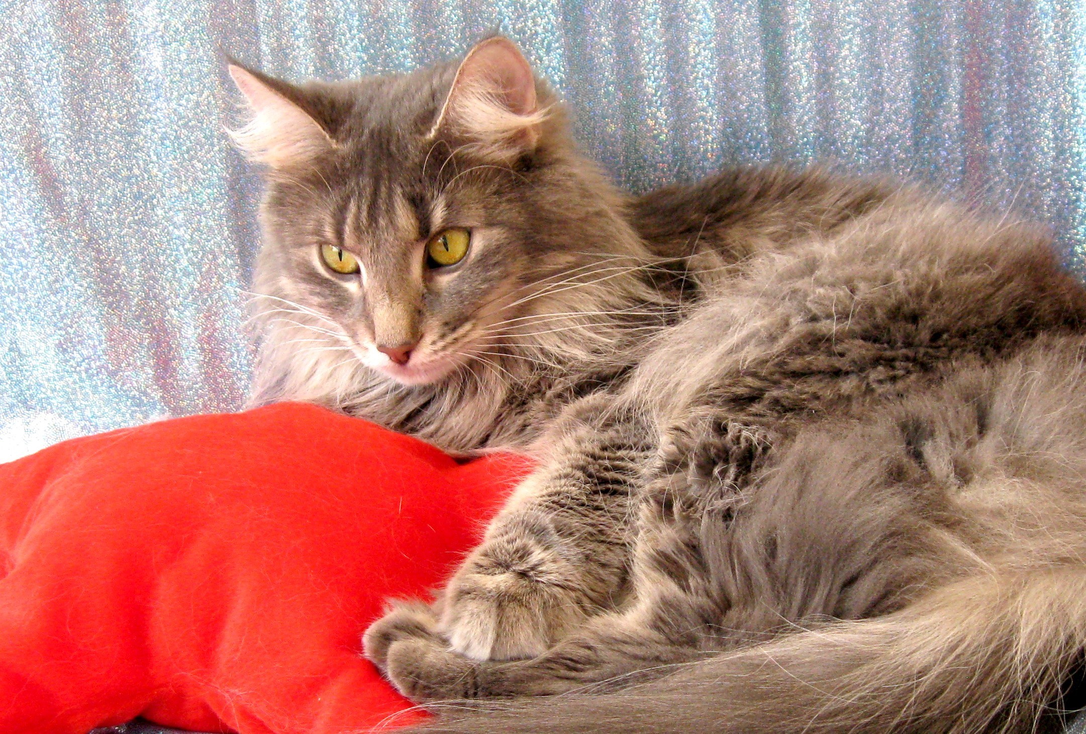 Gatto grigio, Pelo lungo, Cuscino rosso, Relax, Full HD, wallpaper desktop