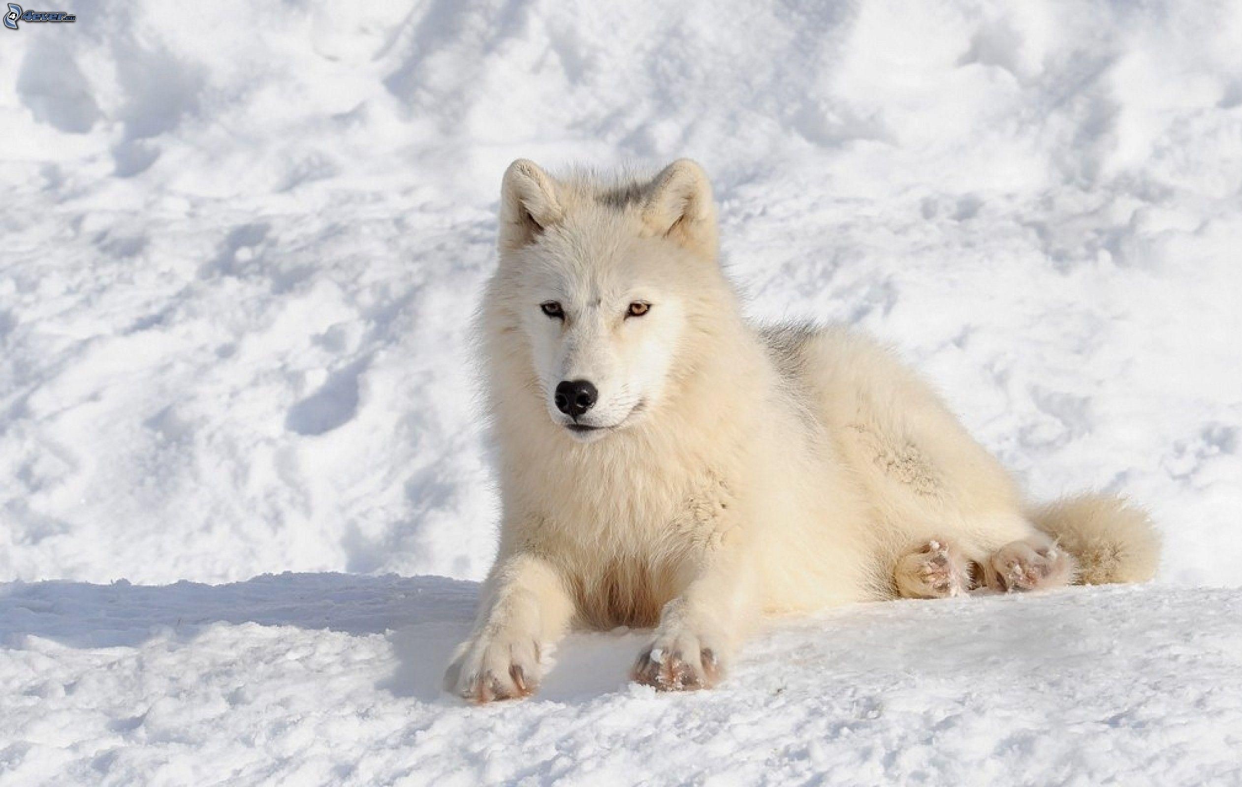 Lupo artico, Neve, Inverno, Full HD, sfondo desktop