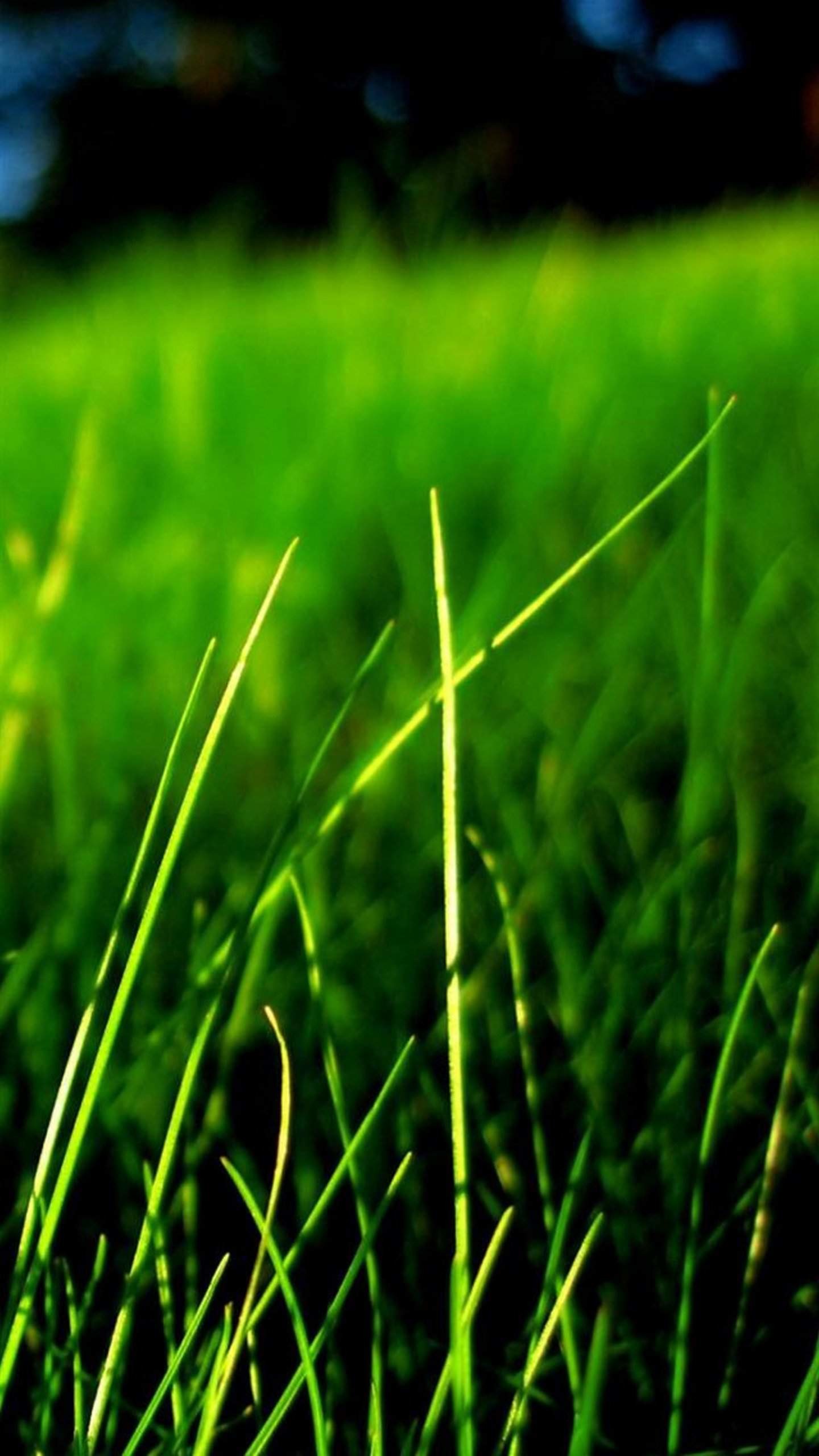 Erba, Primo piano, Verde, Natura, immagine di sfondo Samsung S25 Edge