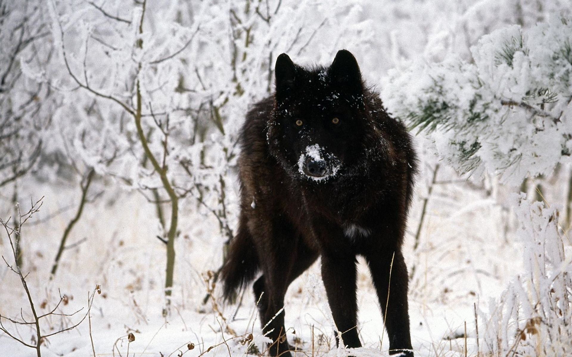 Lupo nero, Neve, Bosco innevato, 16:10 Full HD, sfondo widescreen