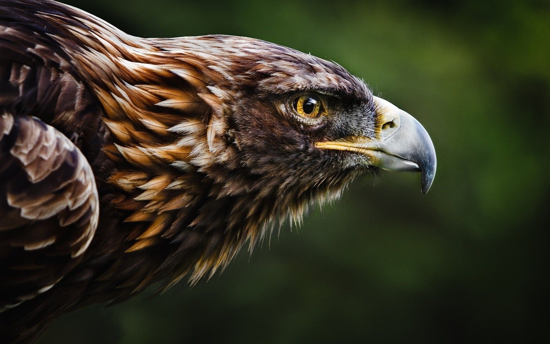 Aquila reale, Primo piano, Profilo, Full HD, sfondo per portatile