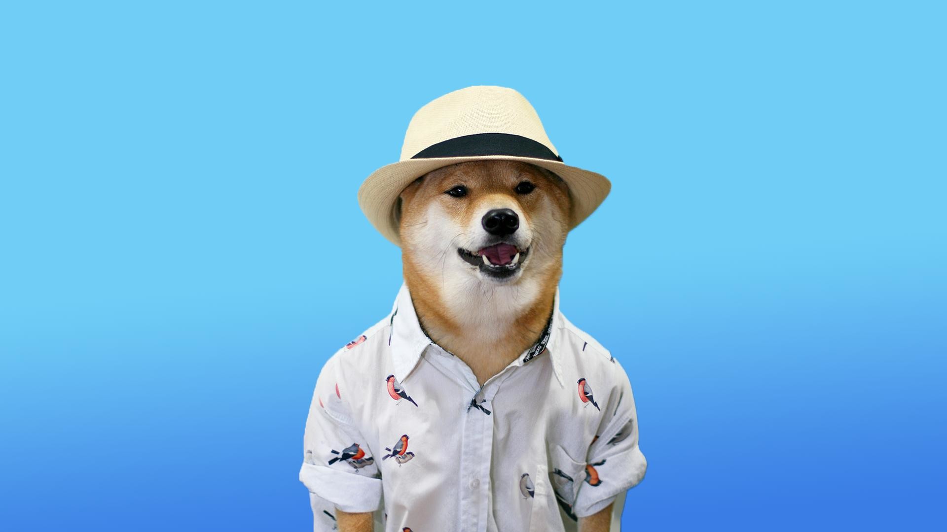 Doge, Shiba Inu, Cappello, Camicia, Azzurro, Full HD, sfondo Windows 11