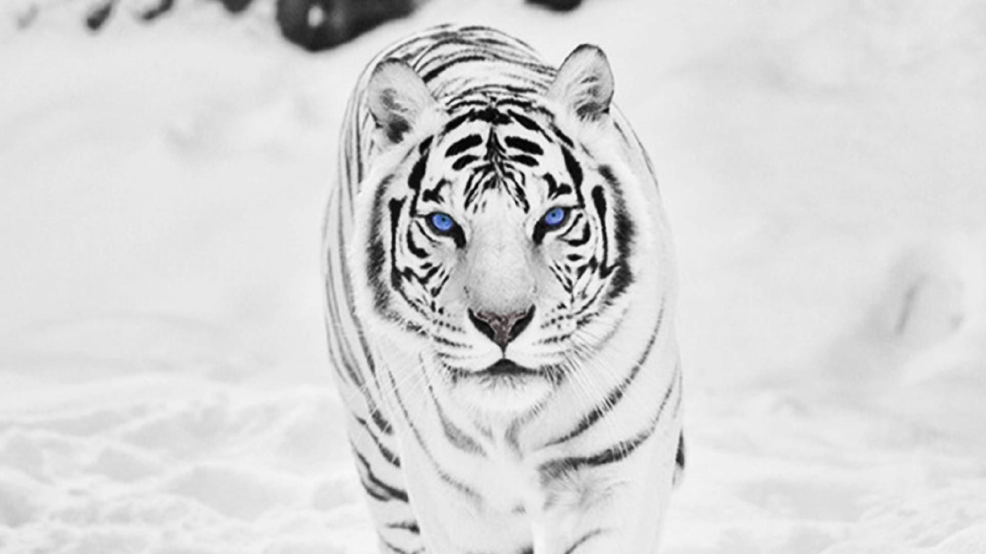 Tigre bianca, Occhi azzurri, Neve, Bianco, 16:9 Full HD, sfondo widescreen