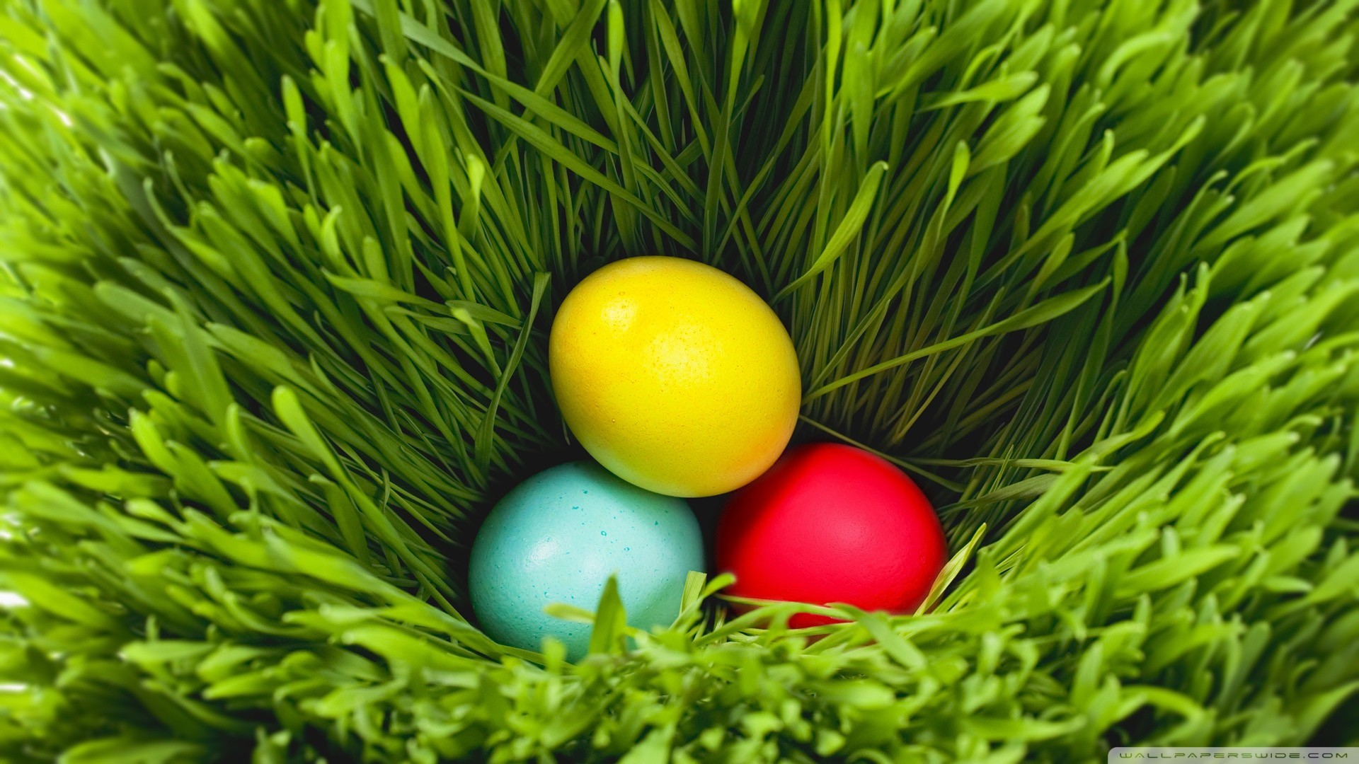Uova di Pasqua, Nido d'erba, Erba verde, Uova colorate, Full HD, sfondo Windows 11