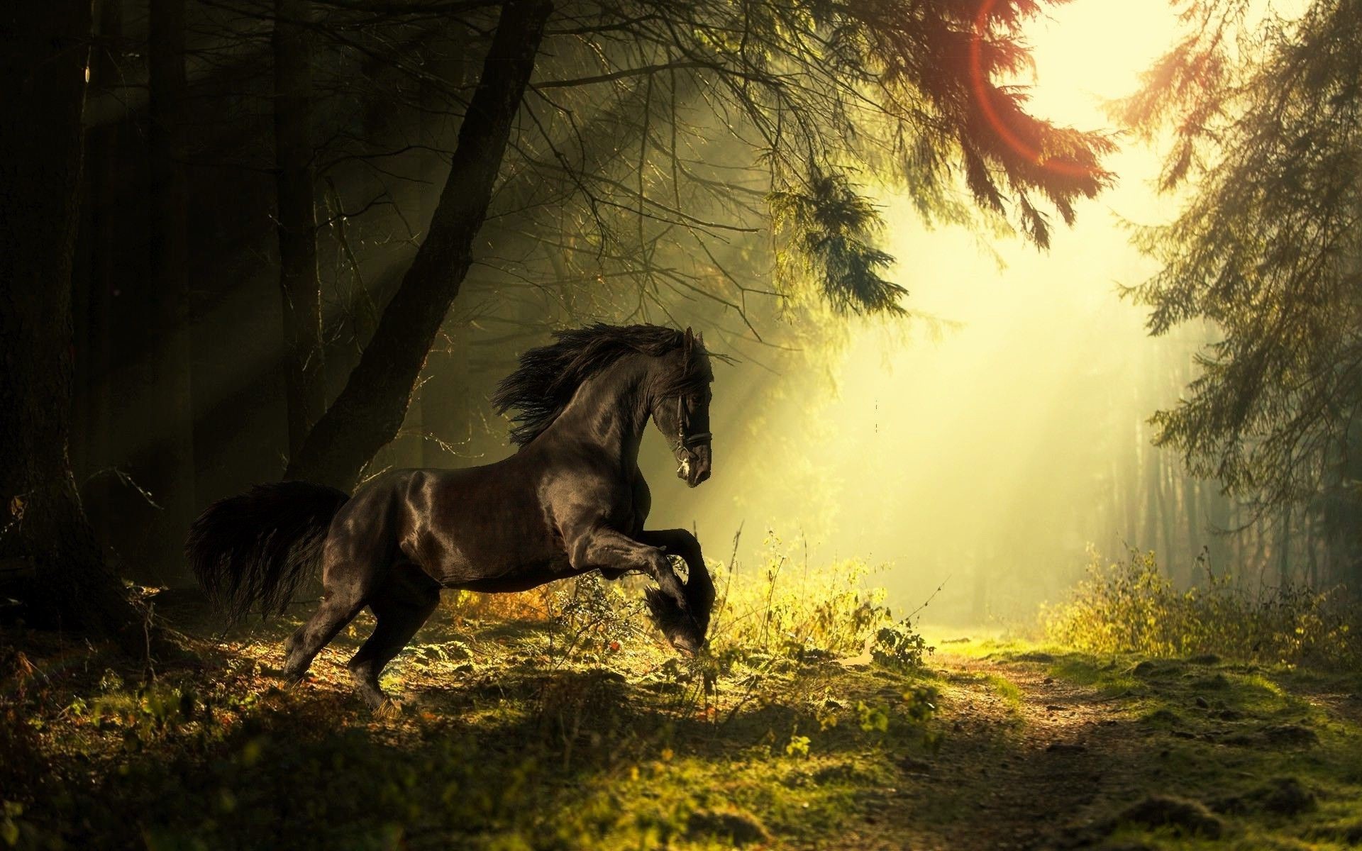 Cavallo morello, Foresta, Raggi di sole, Impennata, Full HD, sfondo per PC e portatile