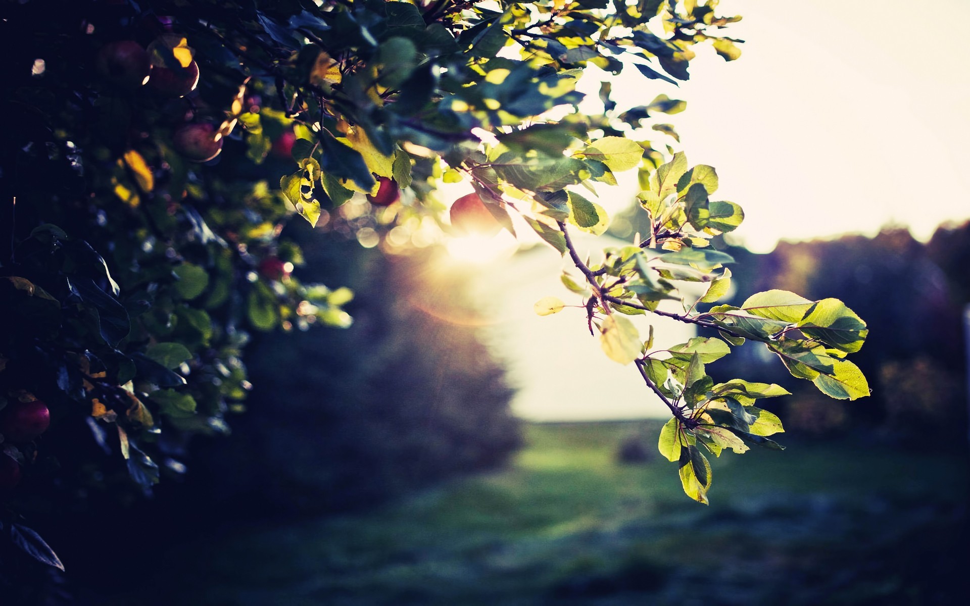 Ramo, Controluce, Foglie, Bokeh, sfondo per il tuo desktop