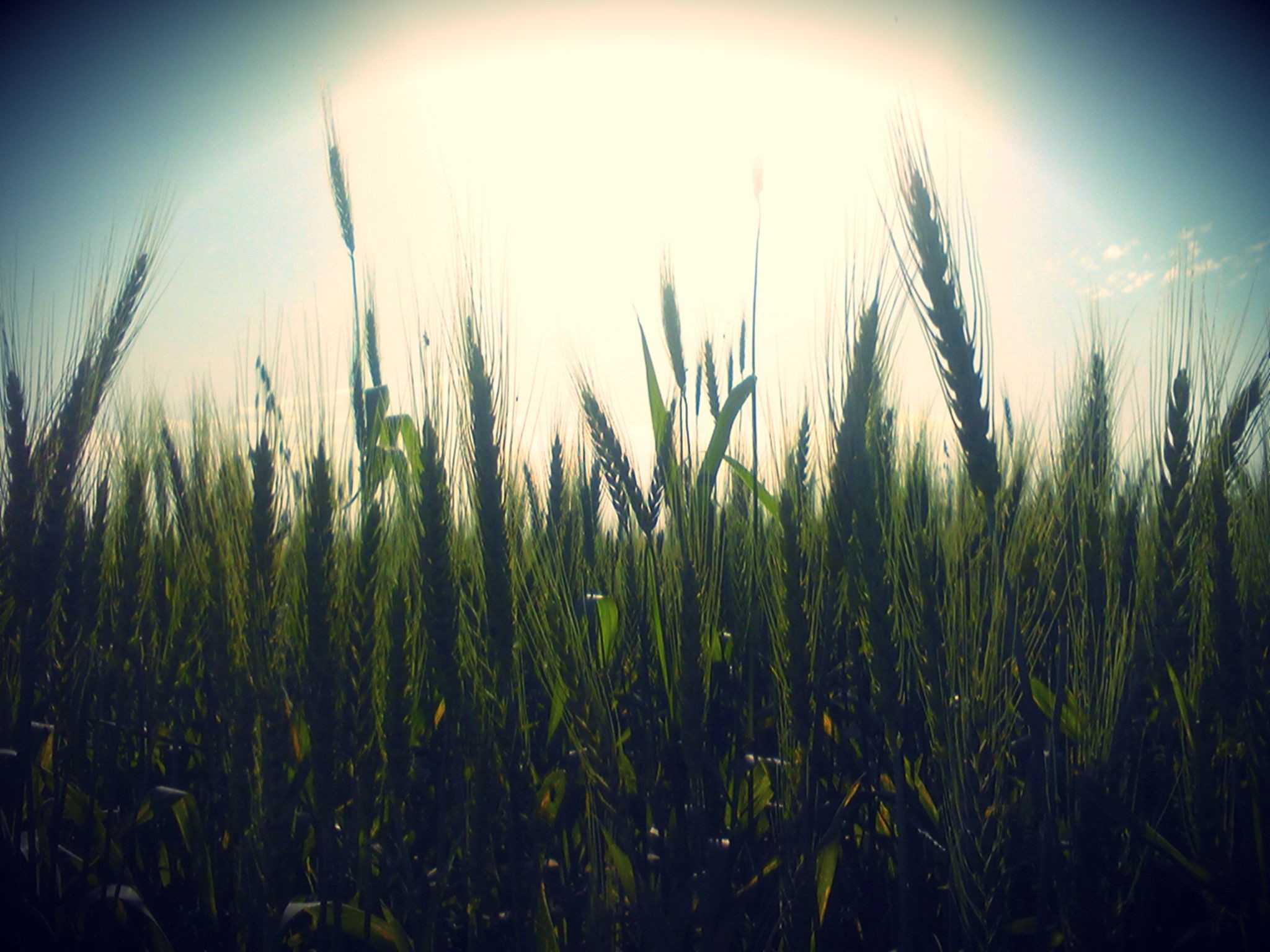 Campo di grano, Cielo, Vignettatura, Natura, sfondo per iPad e tablet