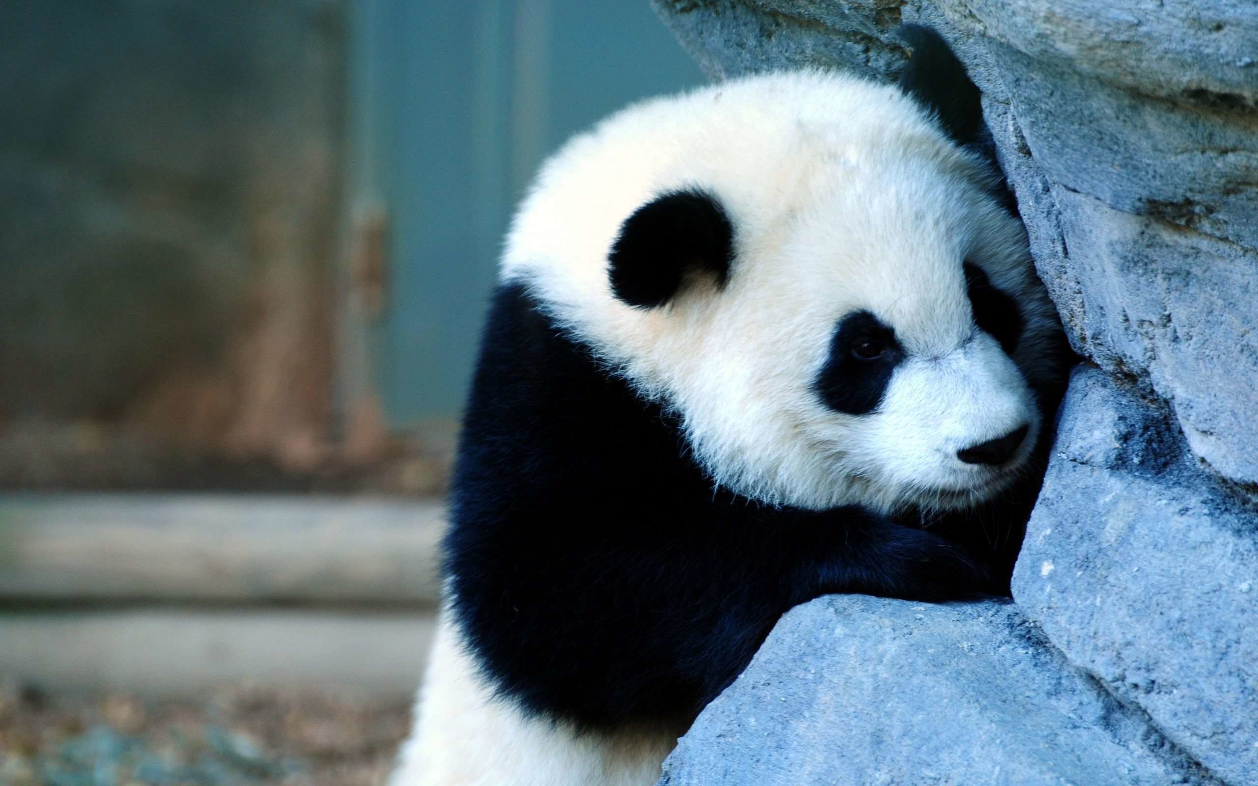Panda gigante, Roccia, Ritratto, 2560x1600, immagine di sfondo