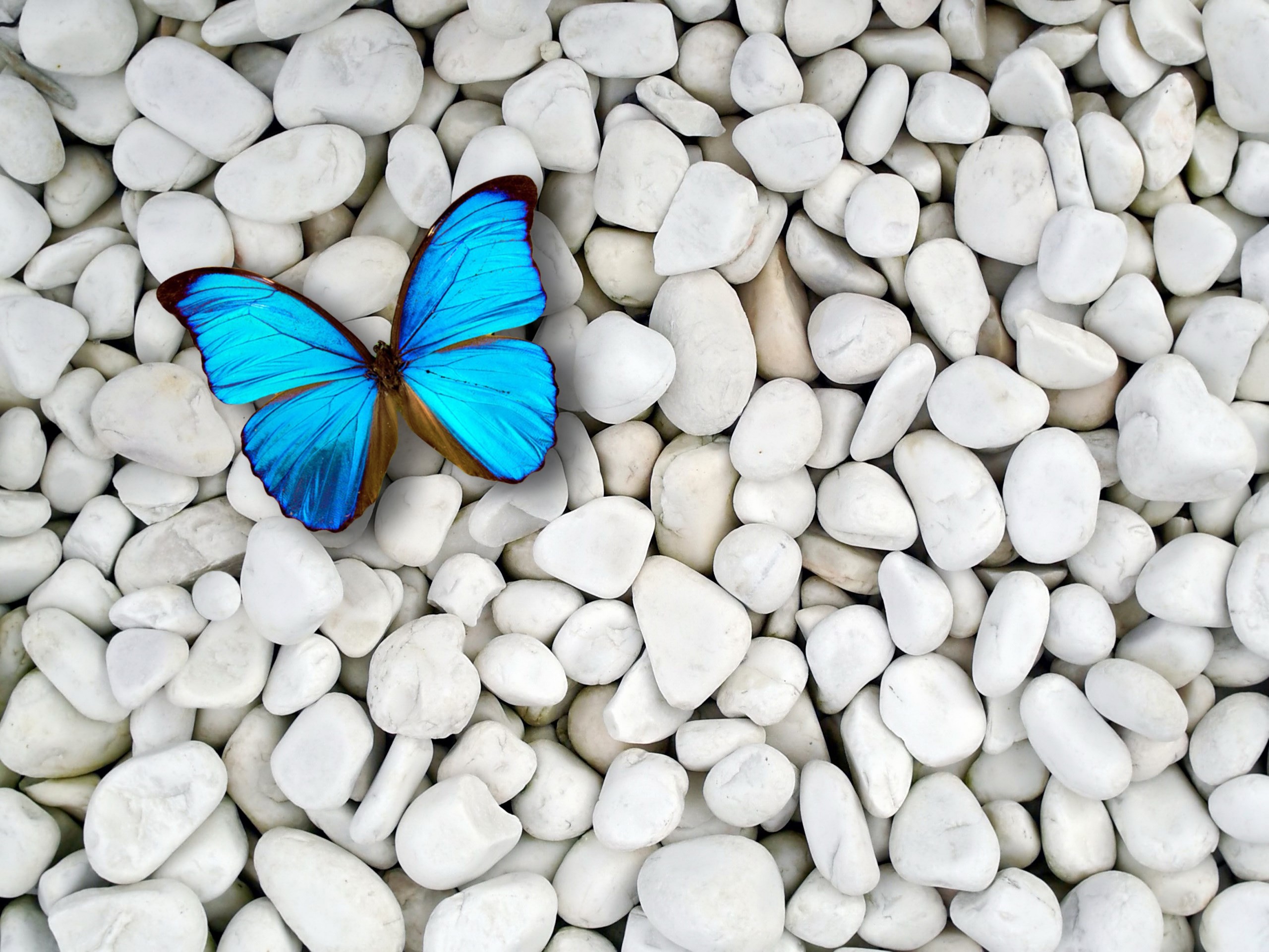 Morpho blu, Farfalla, Ciottoli bianchi, 2K, schermata di blocco iPad