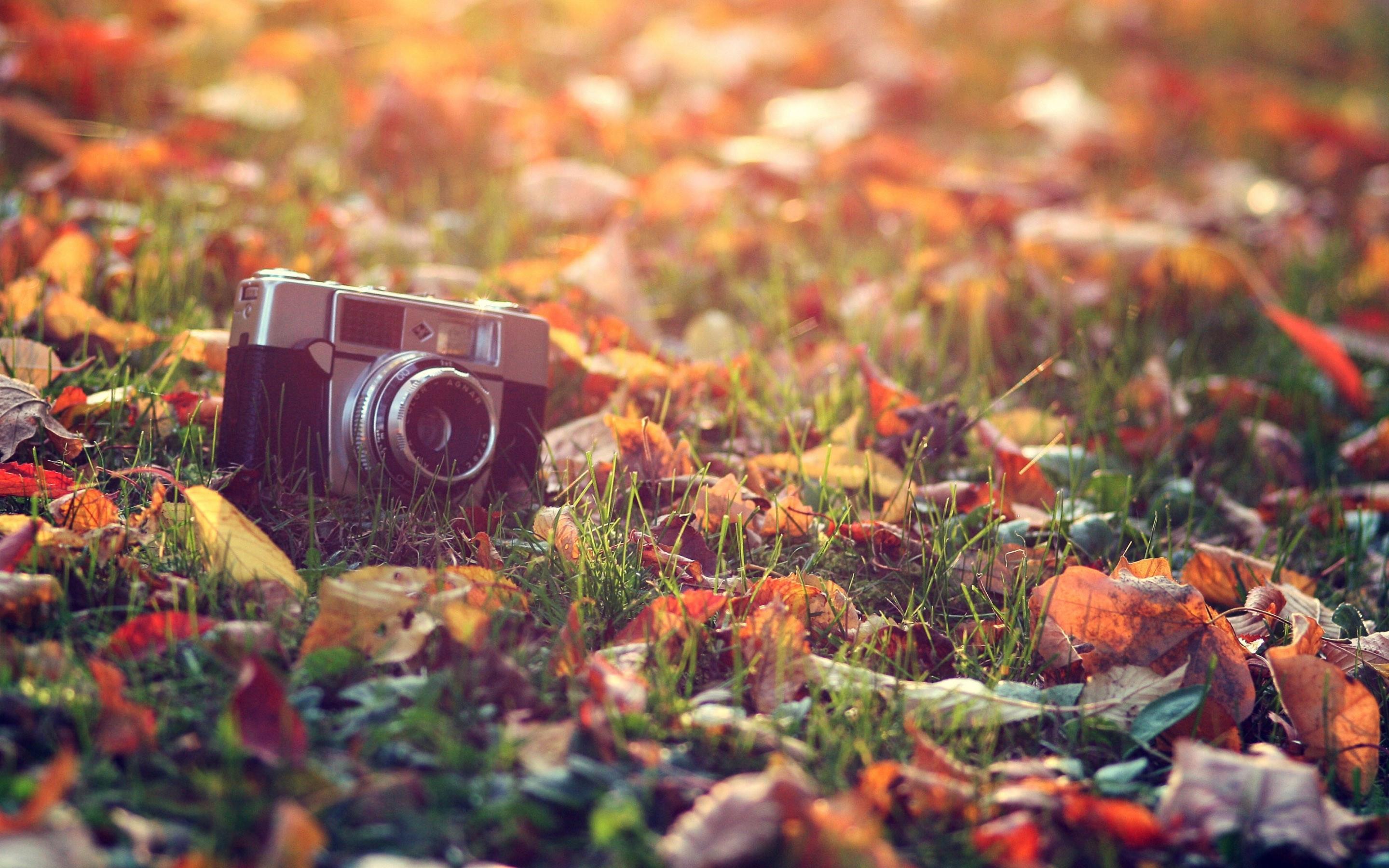 Fotocamera d'epoca, Foglie autunnali, Autunno, Bokeh, 2K, sfondo Windows 11