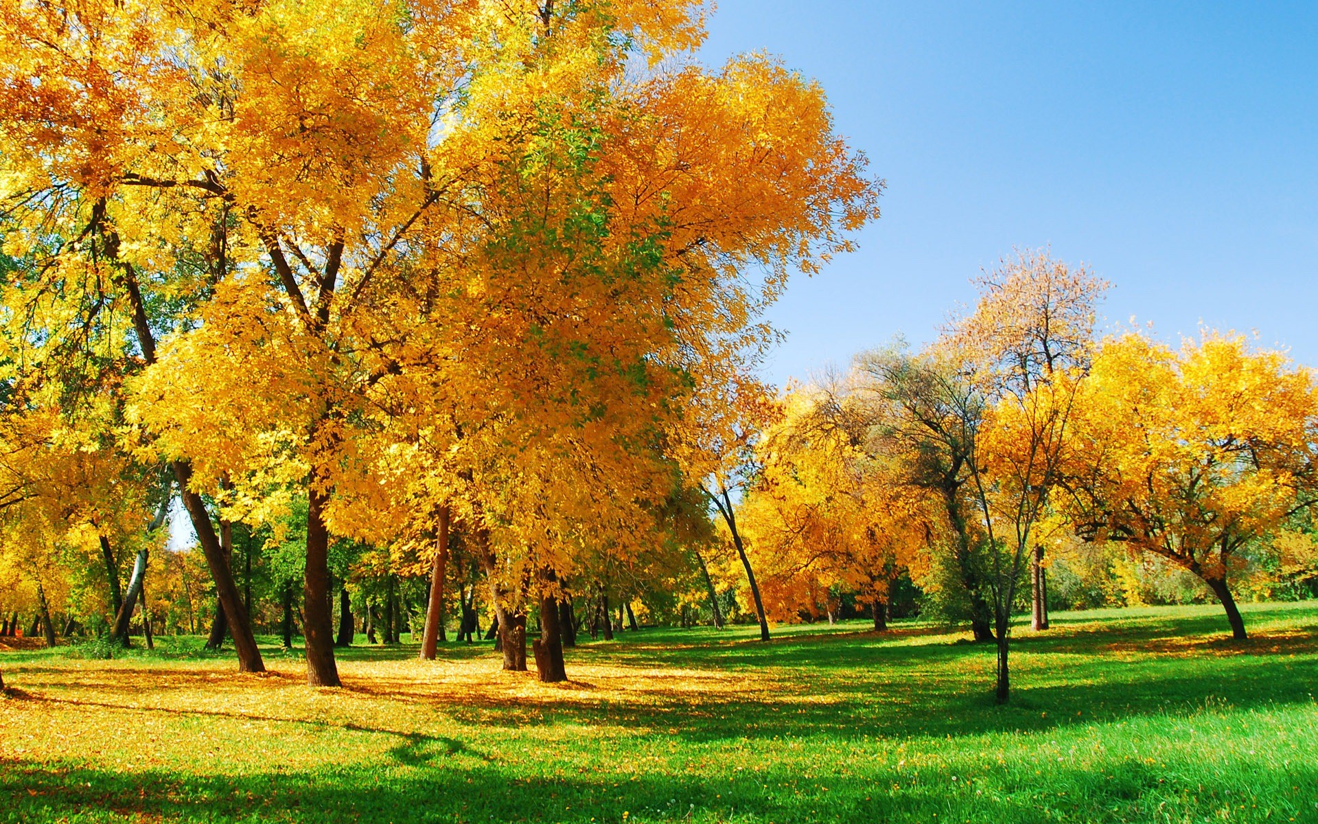 Alberi, Autunno, Parco, Giallo, sfondo per desktop
