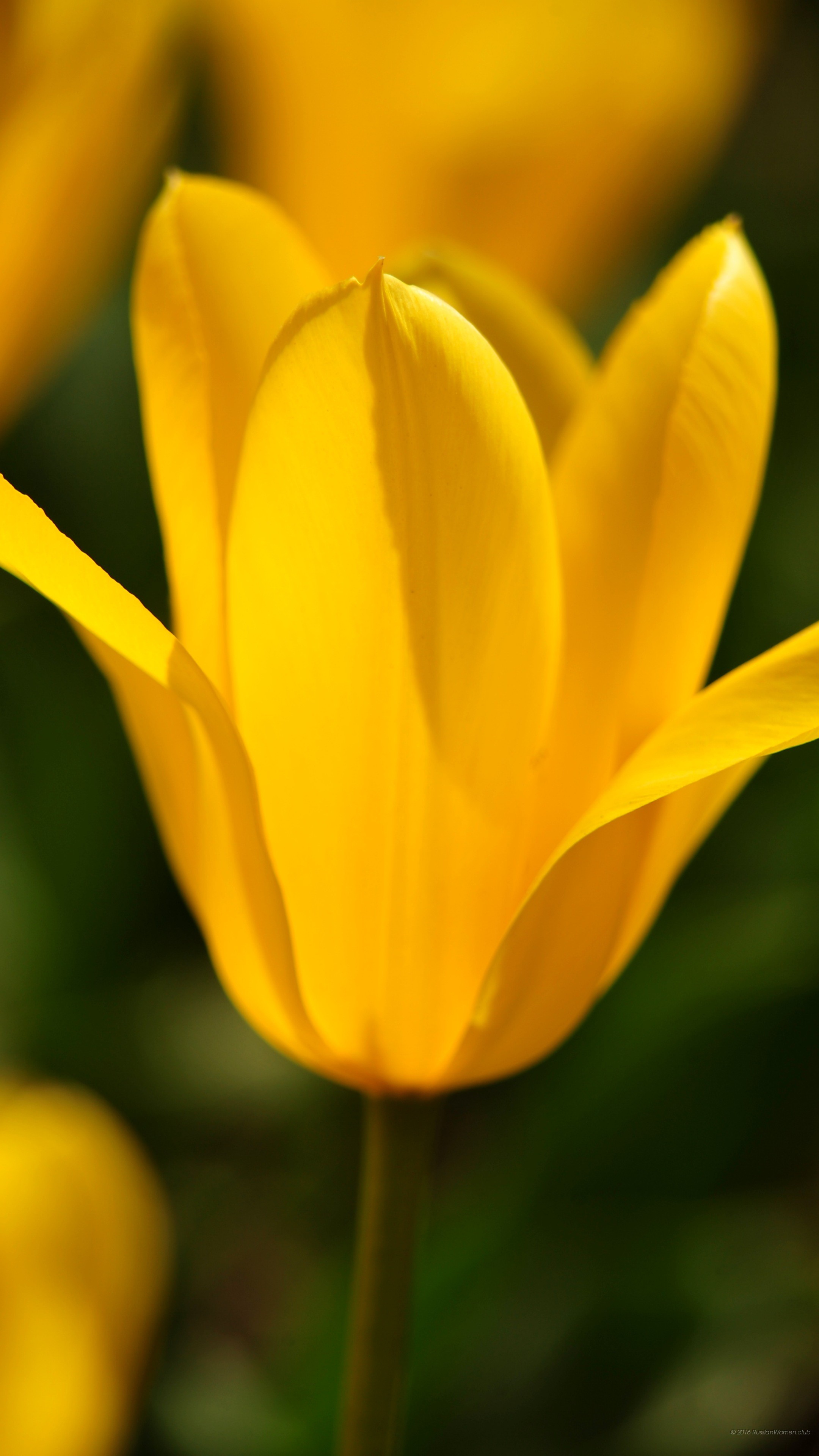 Tulipano giallo, Macro, Primavera, QHD+, sfondo per smartphone