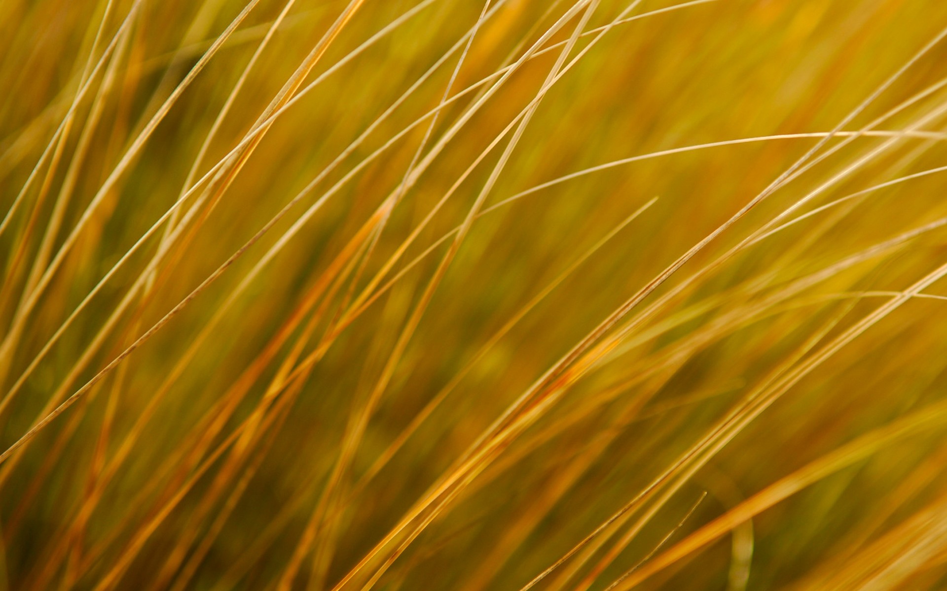 Erba alta, Prato, Natura, Giallo dorato, Primo piano, sfondo per Windows 10