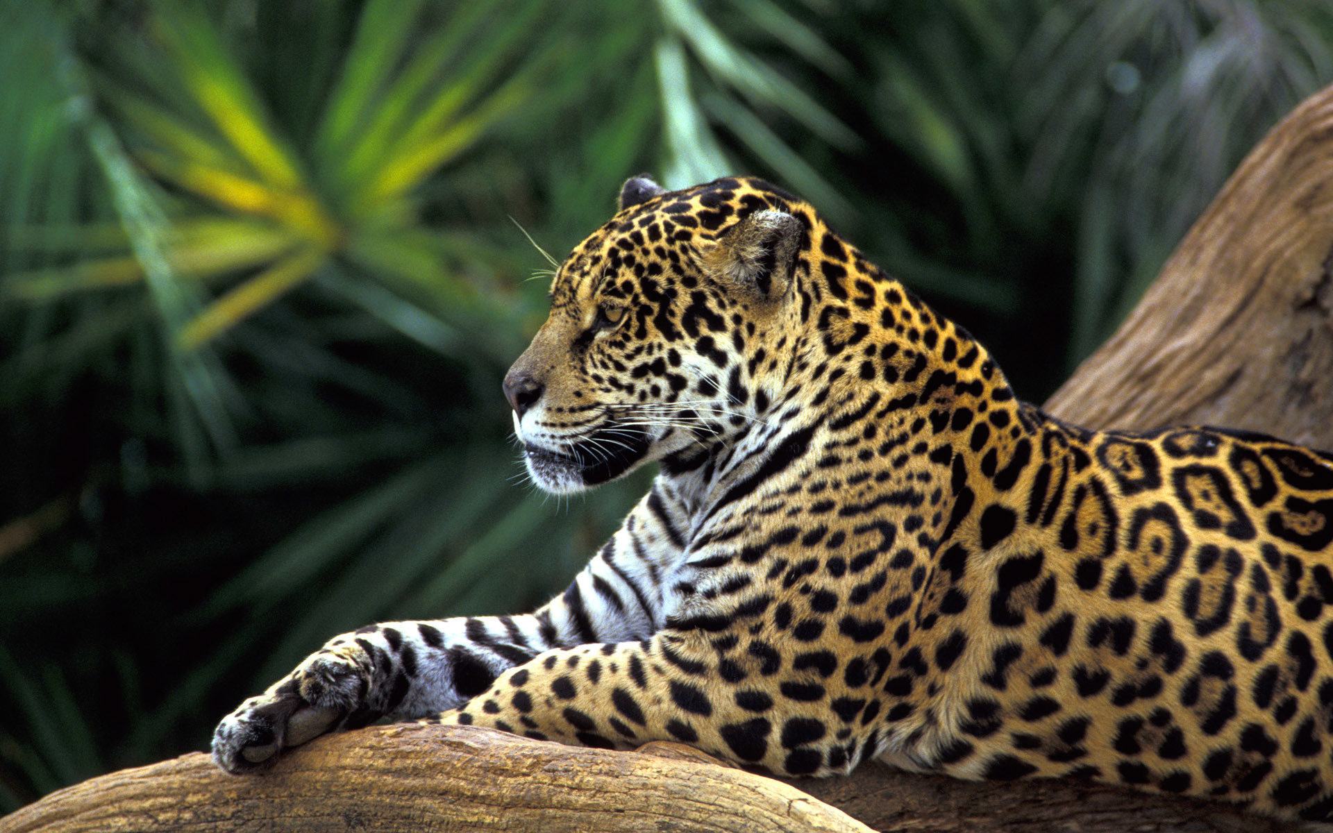 Giaguaro, Felino, Giungla, Rendering 3D, Full HD, sfondo per desktop