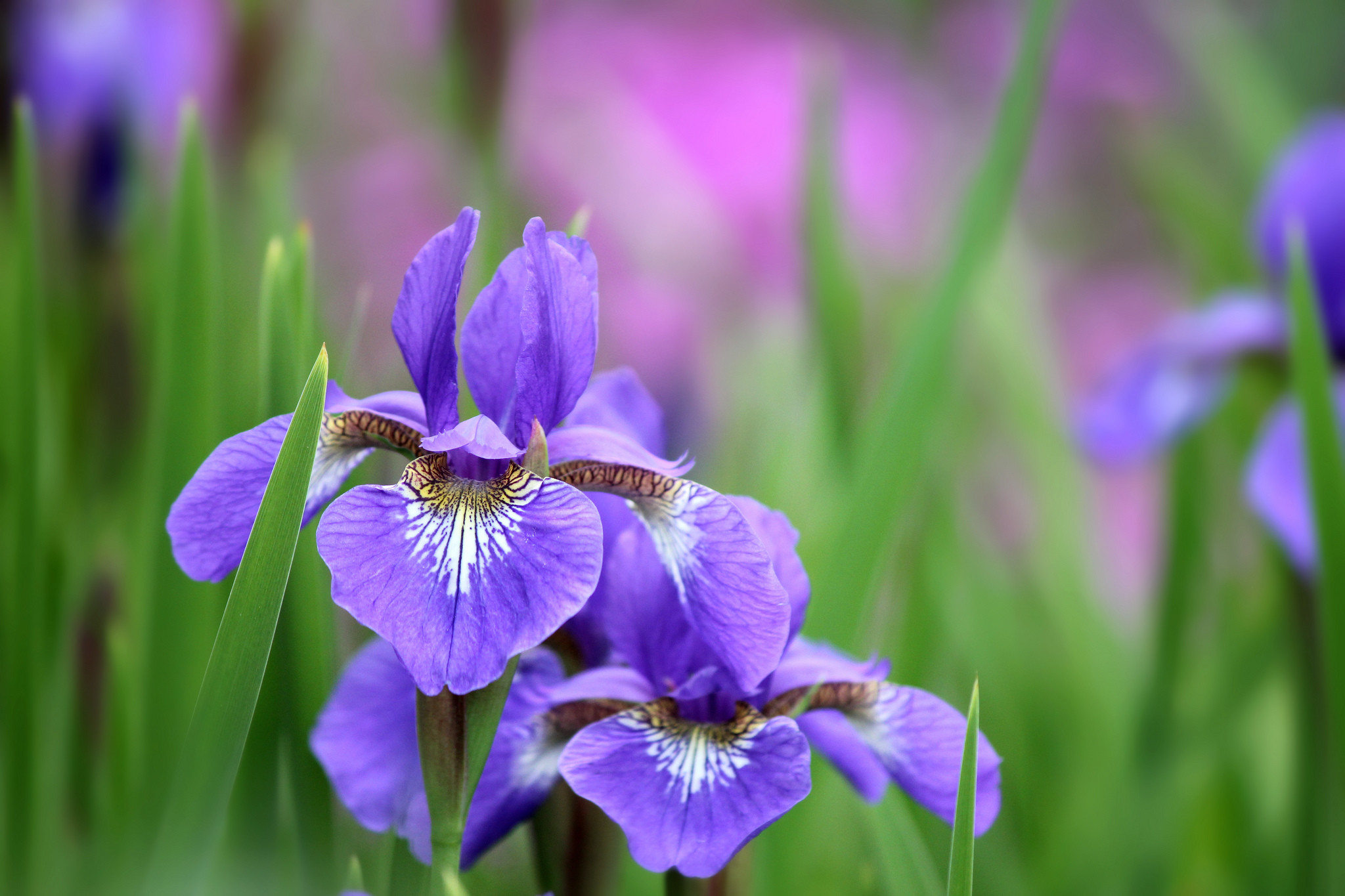 Iris, Fiori viola, Giardino, Full HD, sfondo per desktop
