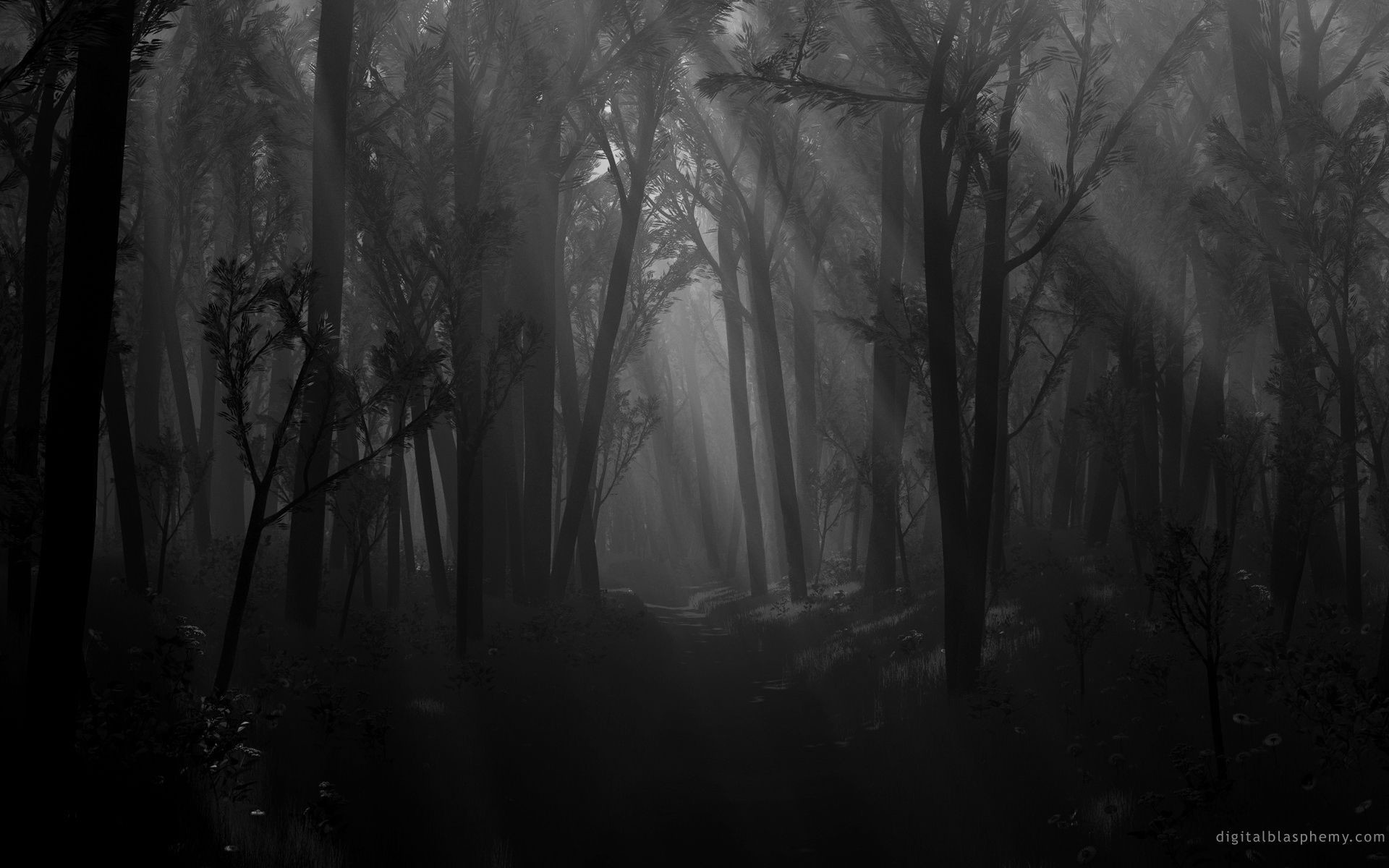 Bosco cupo, Raggi di luce, Bianco e nero, 16:10 Full HD, wallpaper widescreen