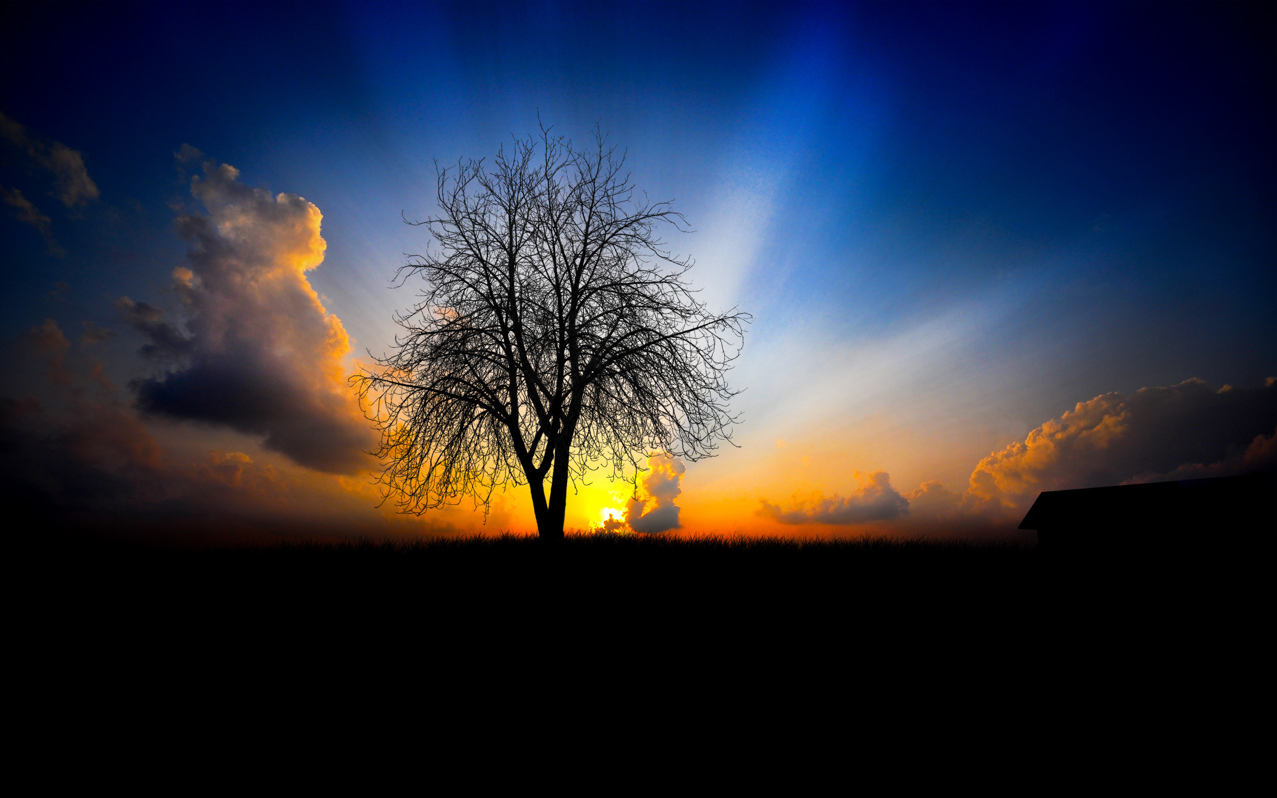 Albero spoglio, Silhouette, Tramonto, Cielo blu, 2K, sfondo per portatile