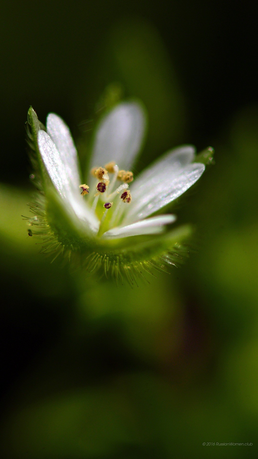Fiore bianco, Stellaria, Macro, Sfondo verde, wallpaper Asus Zenfone