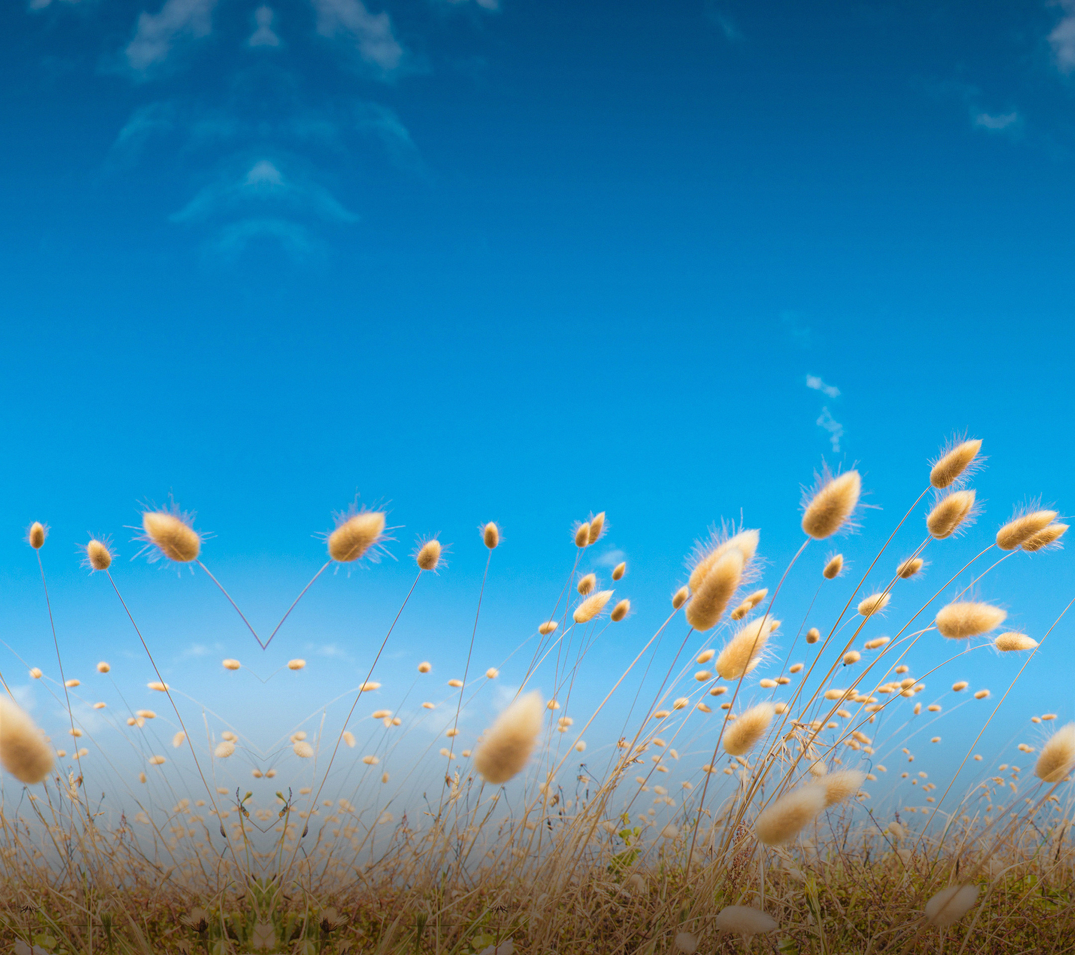Erba coda di lepre, Cielo azzurro, Prato, Minimalismo, Full HD, sfondo per iPad e tablet