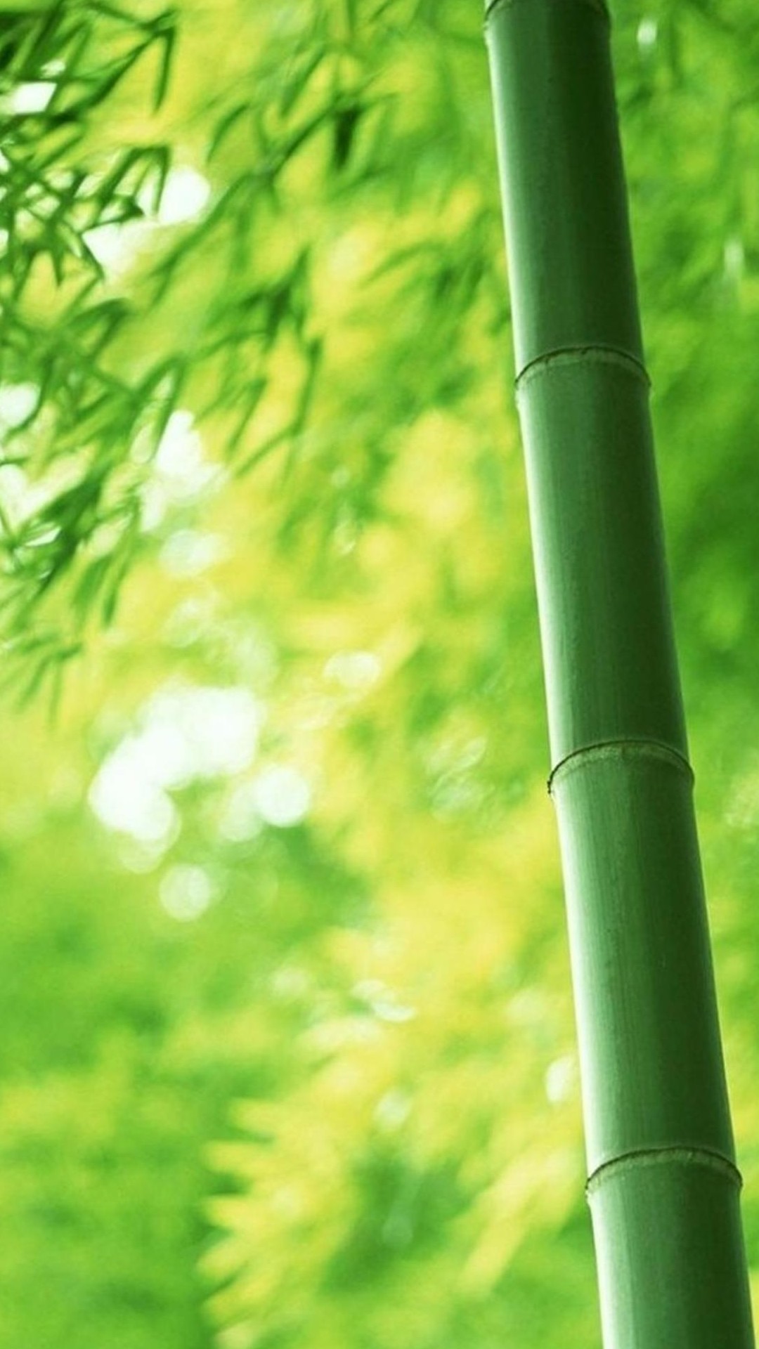Bambù, Foglie, Verde, Bokeh, sfondo Android
