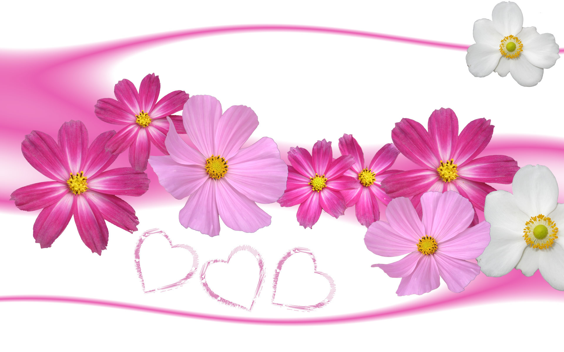 Fiori rosa, Cosmea, Cuori, Sfondo bianco, 16:10 Full HD, wallpaper widescreen