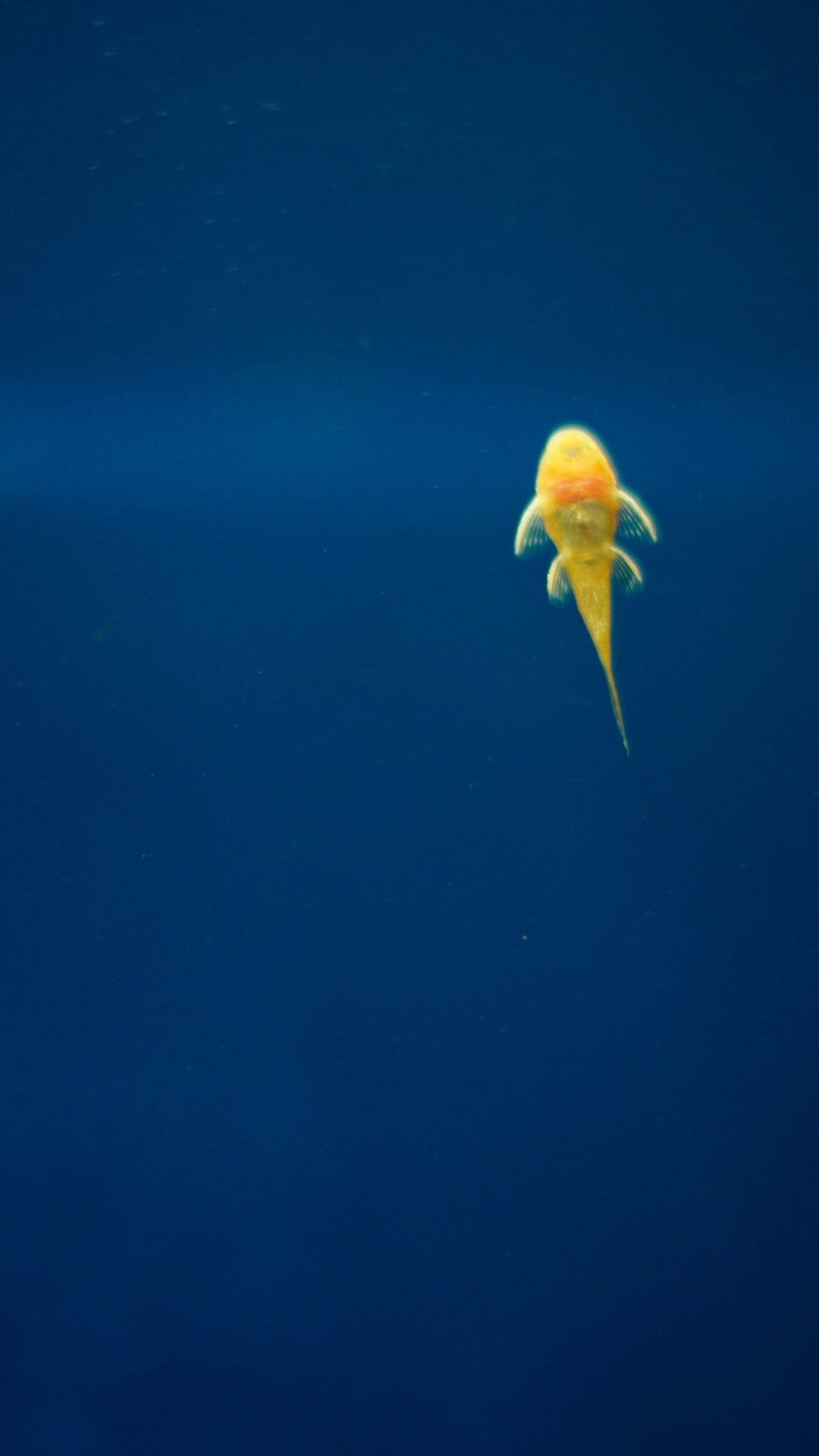 Pesce rosso, Acqua, Blu, Minimalista, schermata Home LG G3