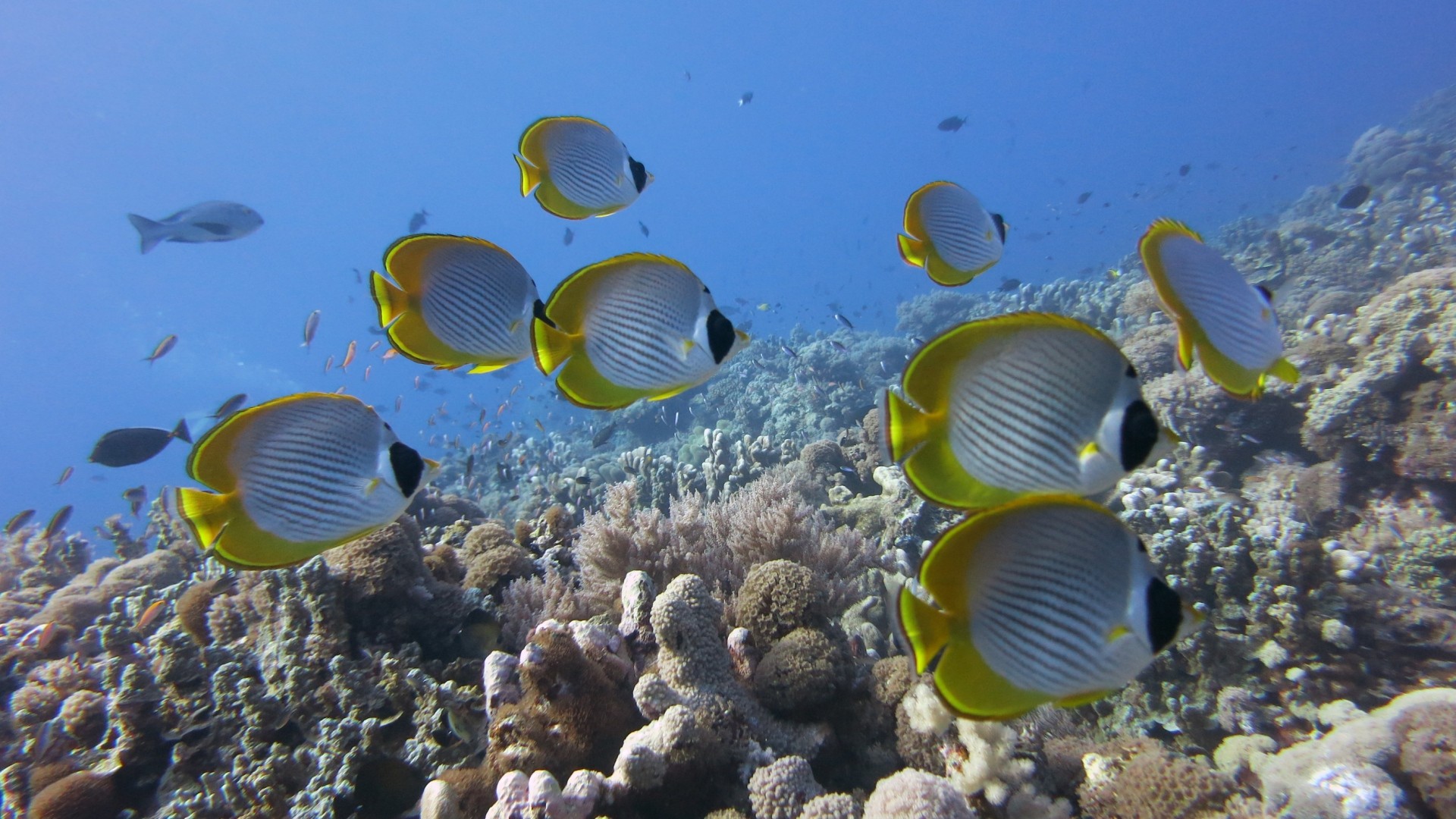 Pesce farfalla, Barriera corallina, Pesci tropicali, Mar Rosso, Full HD, sfondo desktop