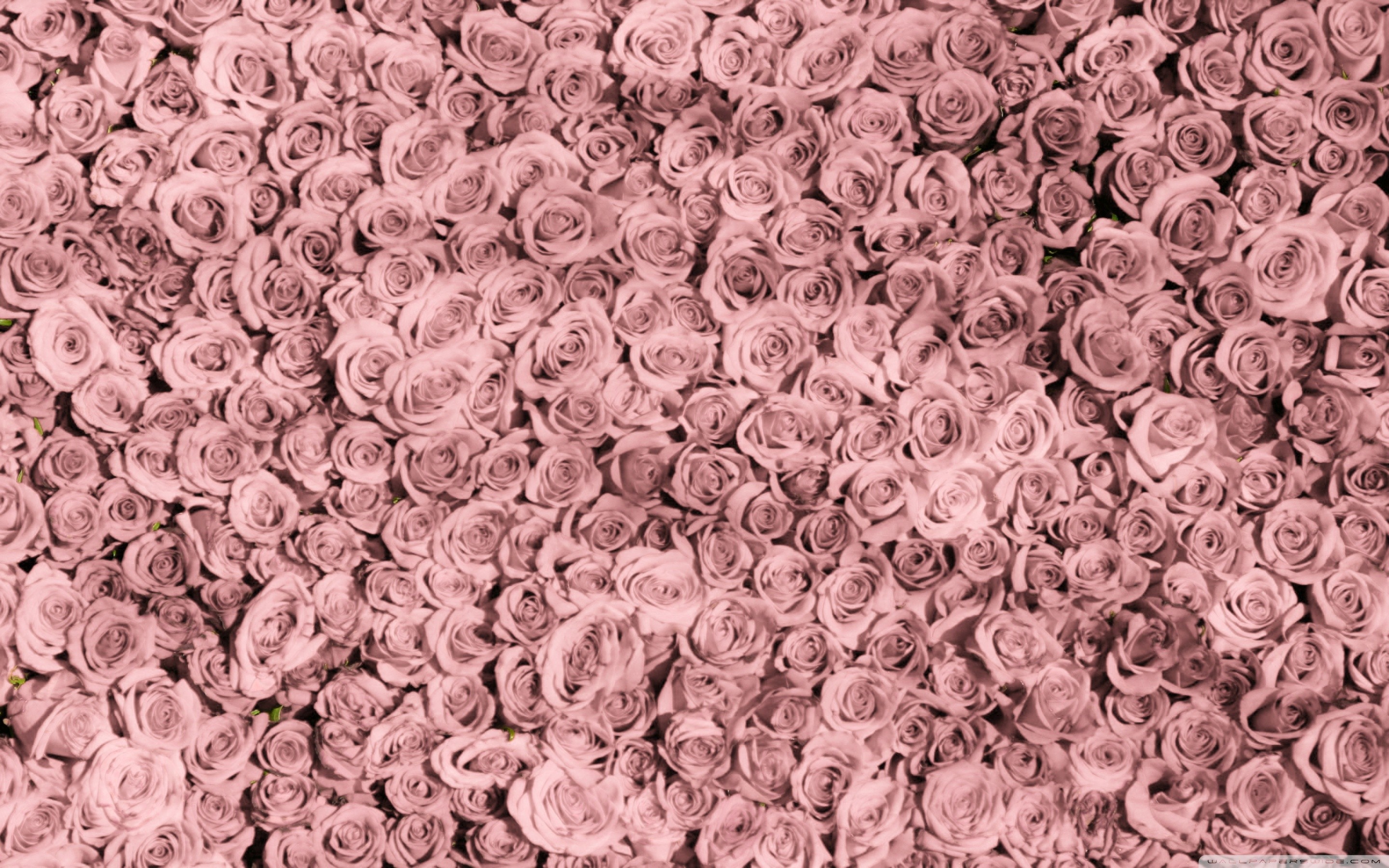 Rose, Fiori, Rosa antico, Motivo, 2880x1800, sfondo MacBook Pro