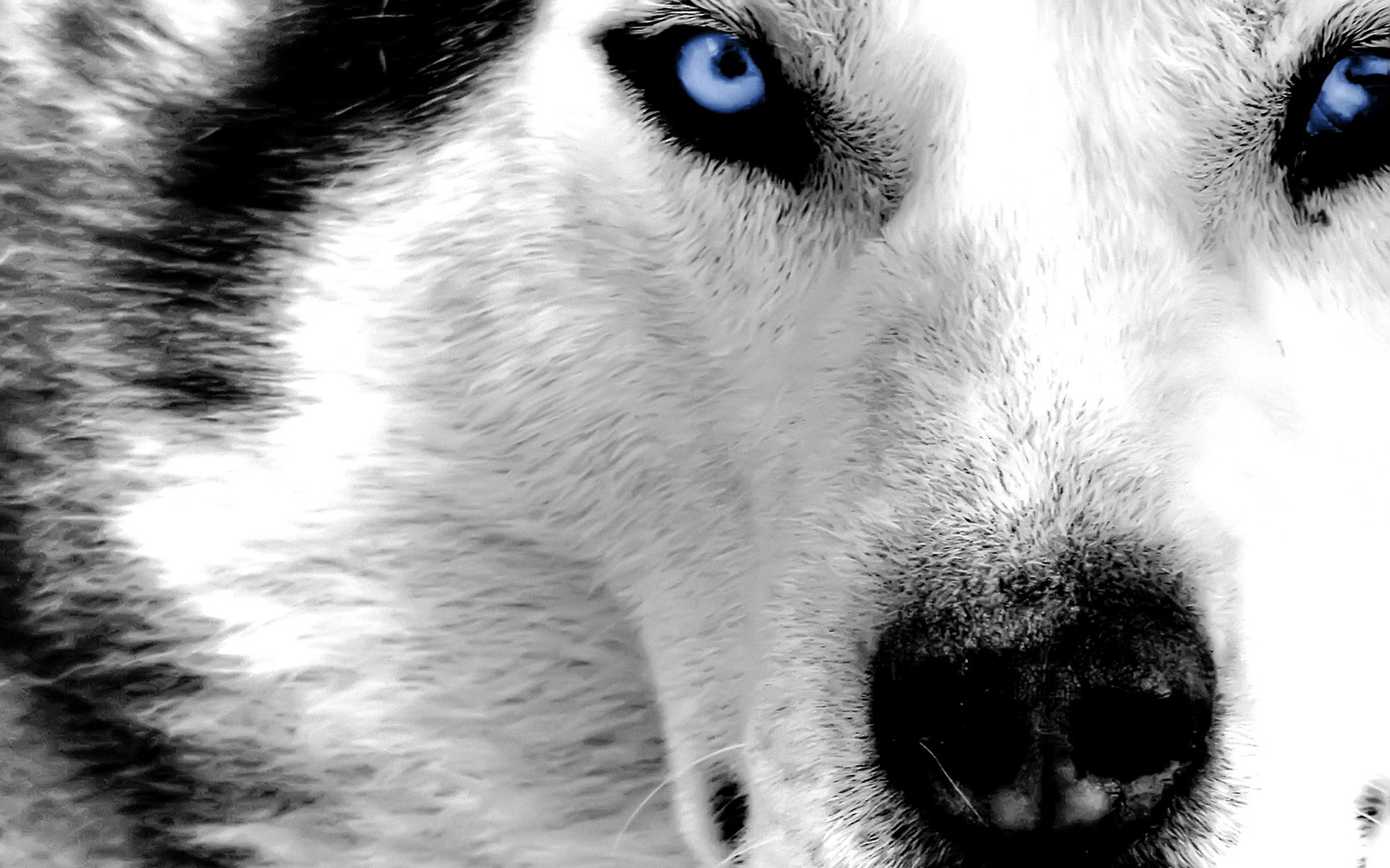 Husky, Occhi azzurri, Primo piano, Bianco e nero, 1920x1200, sfondo MacBook Pro