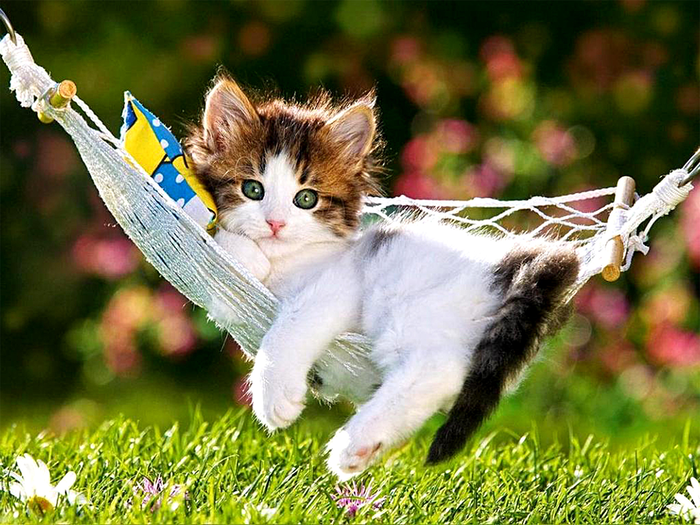 Gattino, Amaca, Prato, Fiori, Tenero, sfondo per iPad e tablet
