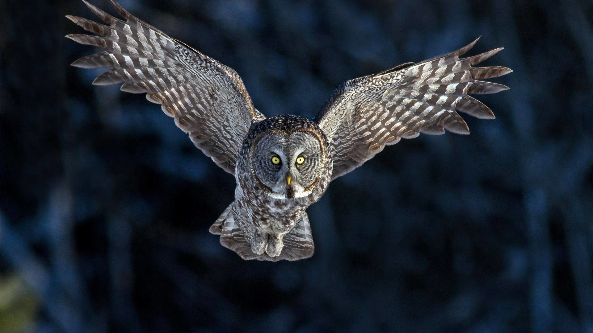 Allocco di Lapponia, Volo, Ali spiegate, Notte, Full HD, sfondo per portatile