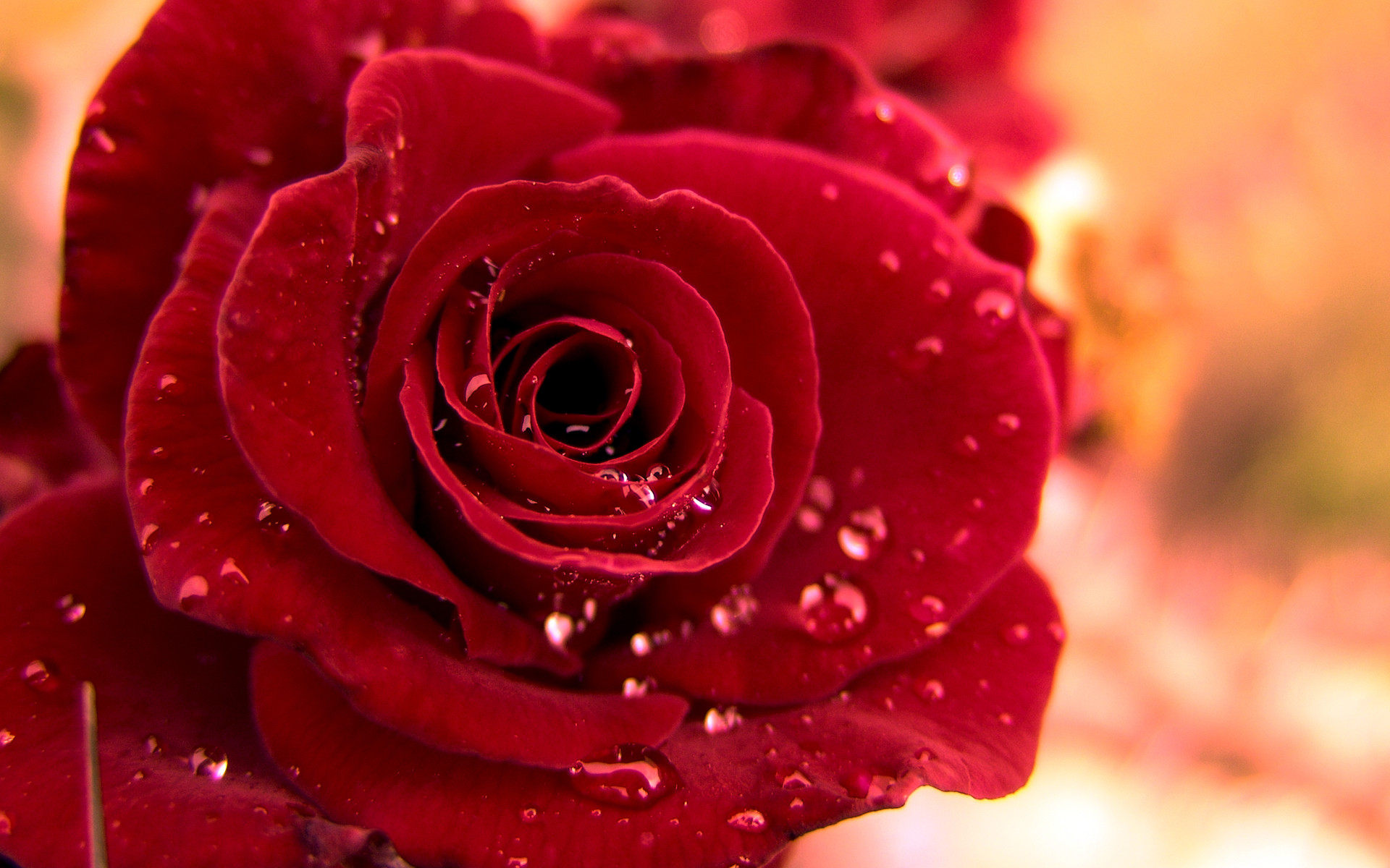 Rosa rossa, Gocce d'acqua, Macro, Petali, 1920x1200, sfondo MacBook Pro