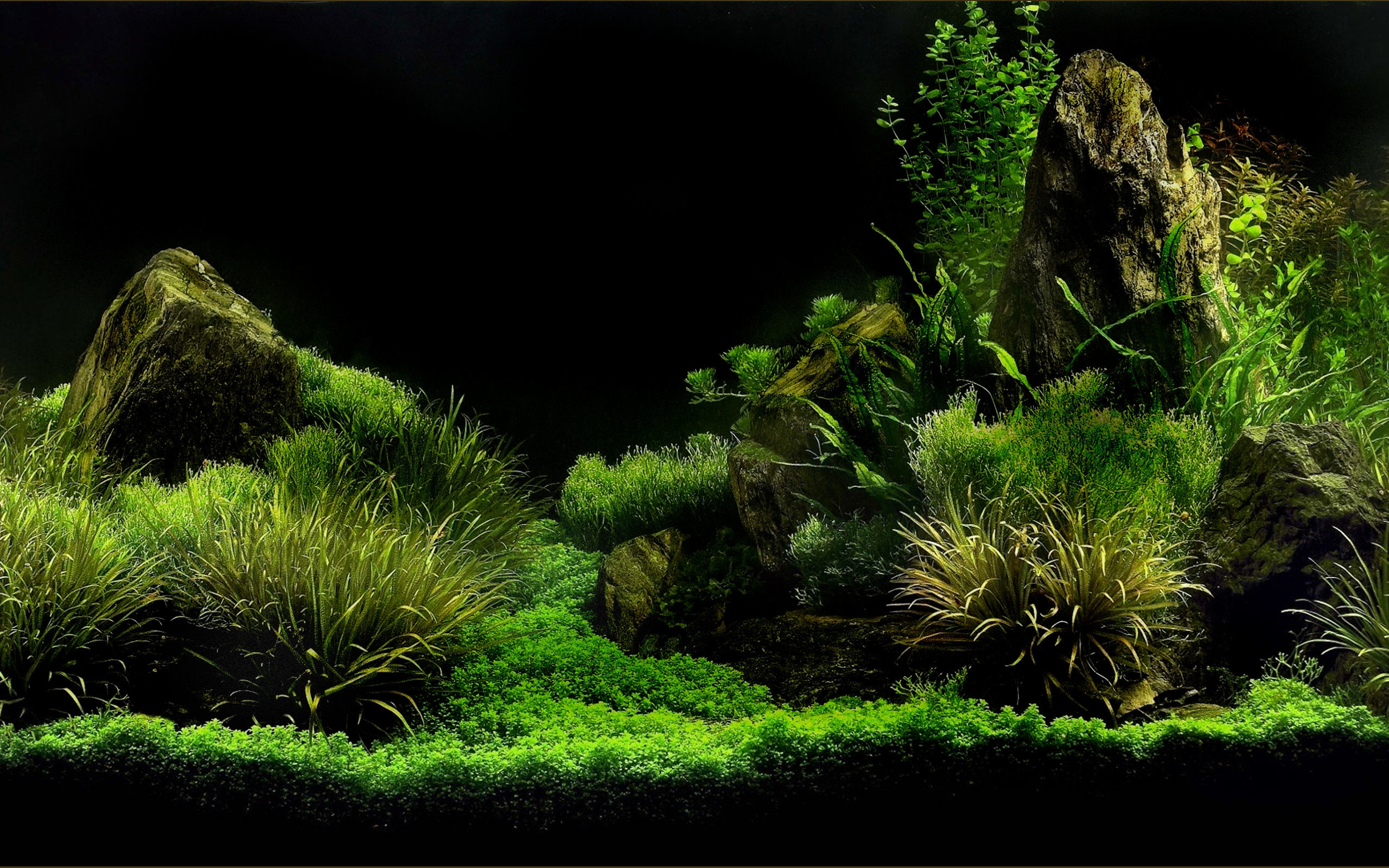 Acquascaping, Acquario, Piante acquatiche, Verde, 2K, sfondo desktop