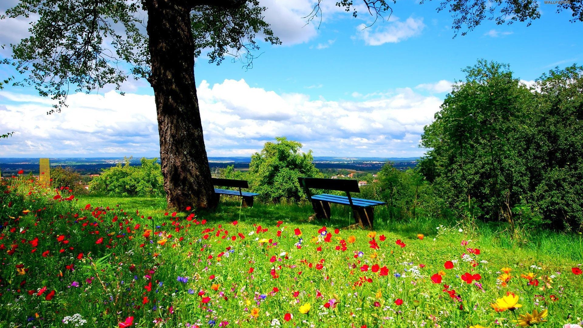 Prato fiorito, Papaveri, Panchina, Albero, Cielo azzurro, Full HD, wallpaper per portatile