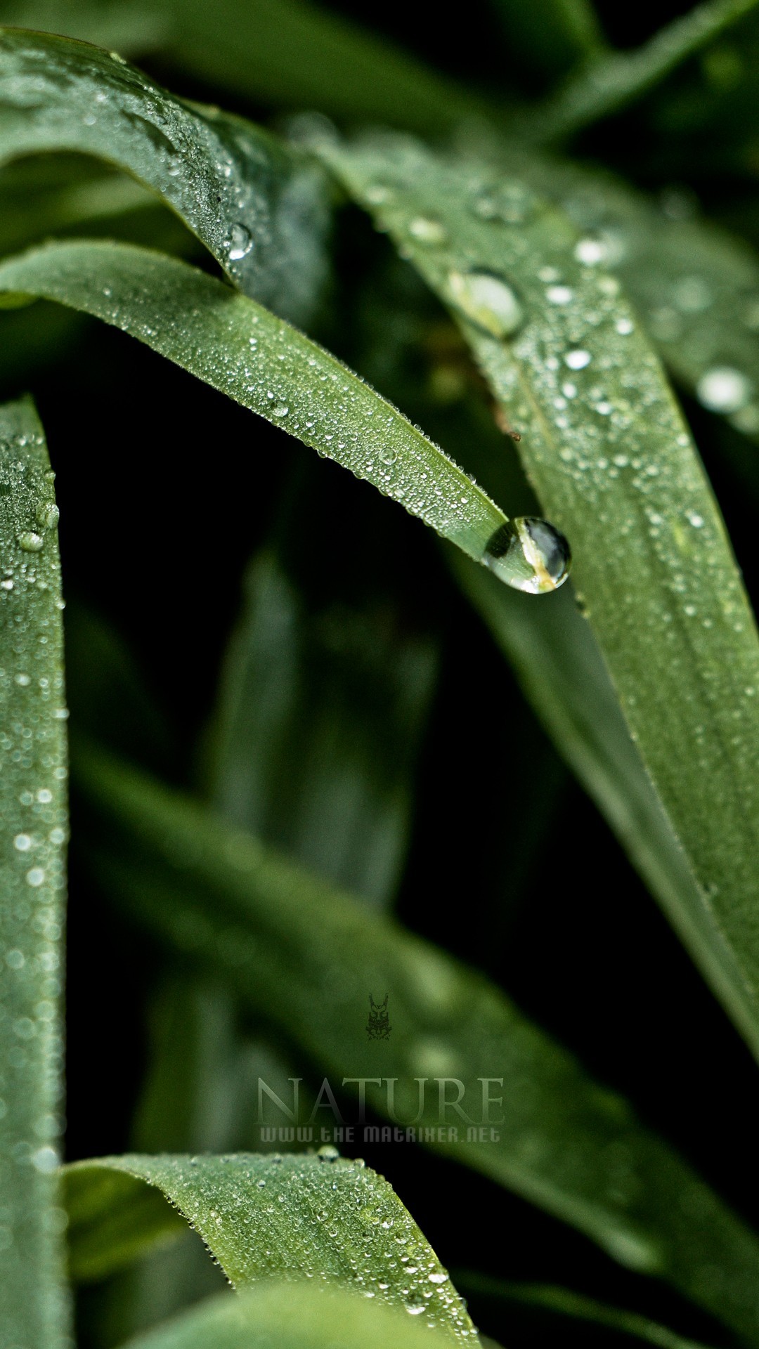 Fili d'erba, Gocce di rugiada, Verde, Macro, sfondo per smartphone