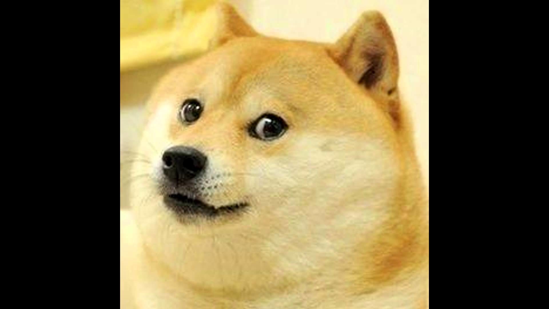 Doge, Kabosu, Shiba Inu, Primo piano, 16:9 Full HD, sfondo widescreen