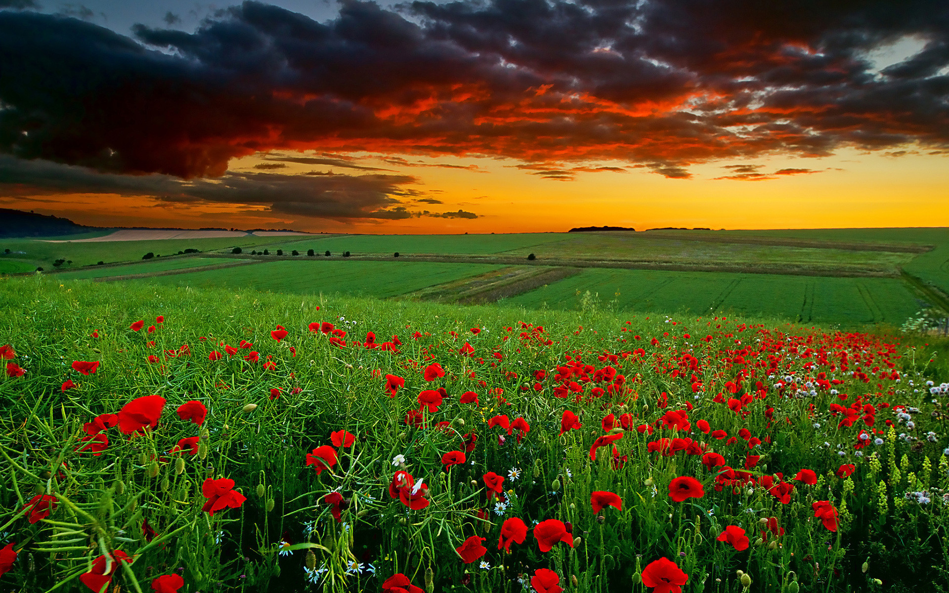 Campo di papaveri, Tramonto, Cielo rosso, Campagna, 1920x1200, sfondo per PC