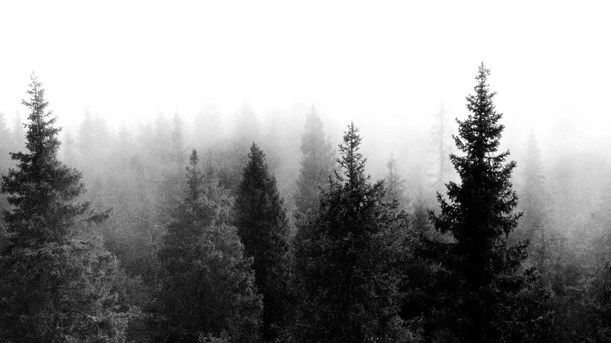 Foresta, Nebbia, Bianco e nero, 2K, sfondo per il tuo desktop
