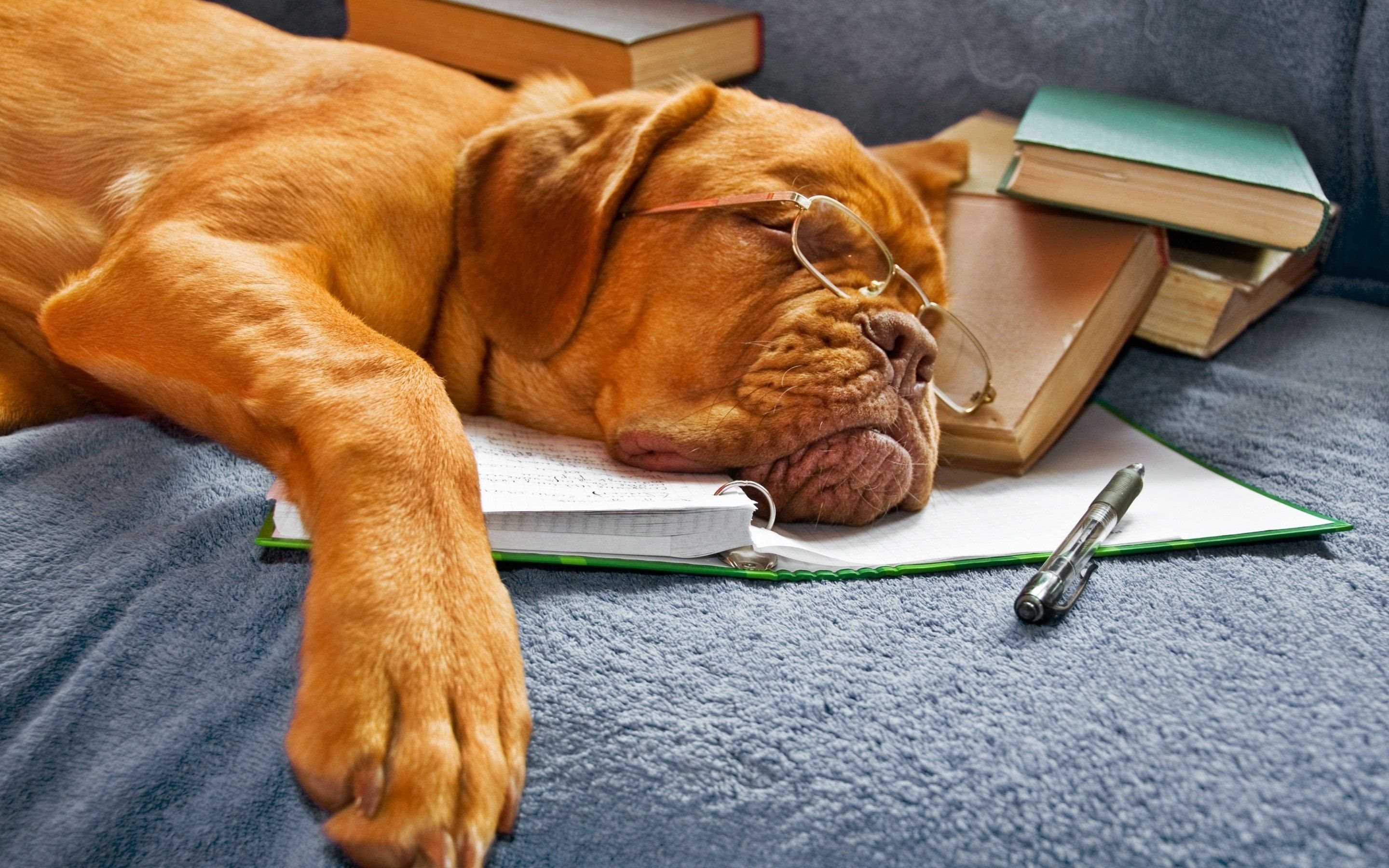Dogue de Bordeaux, Cane, Libri, Occhiali, Sonno, 2K, sfondo per portatile