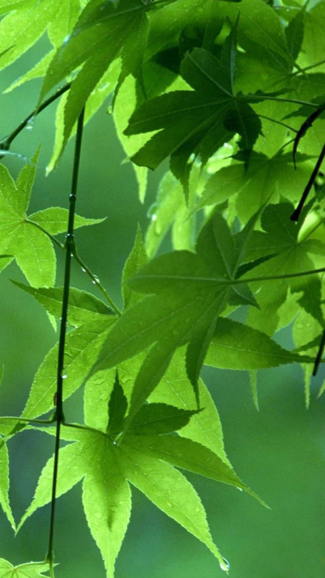 Foglie d'acero, Natura, Verde, Full HD, schermata di blocco del cellulare