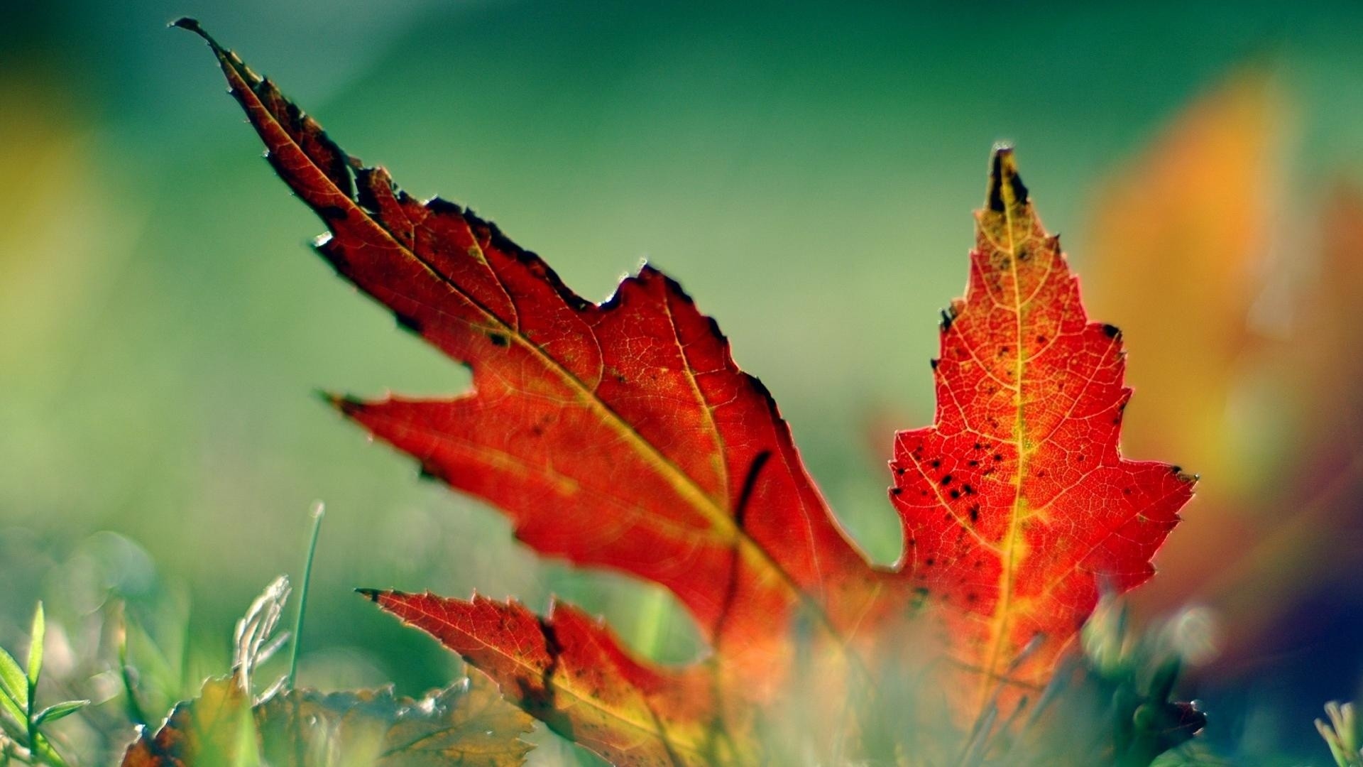 Foglia rossa, Macro, Bokeh verde, Full HD, sfondo desktop
