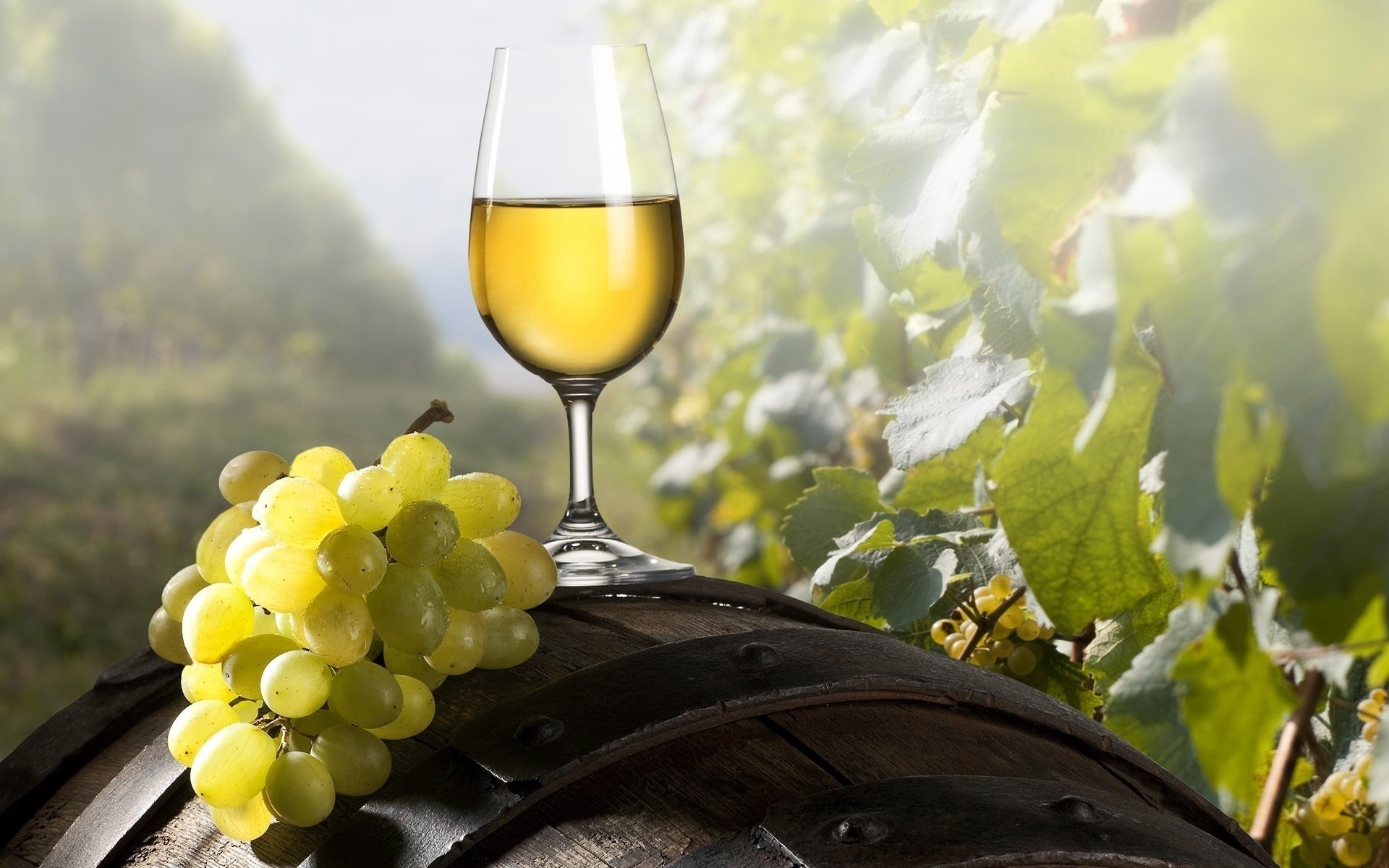 Vino bianco, Calice, Uva bianca, Botte, Vigna, Full HD, sfondo desktop
