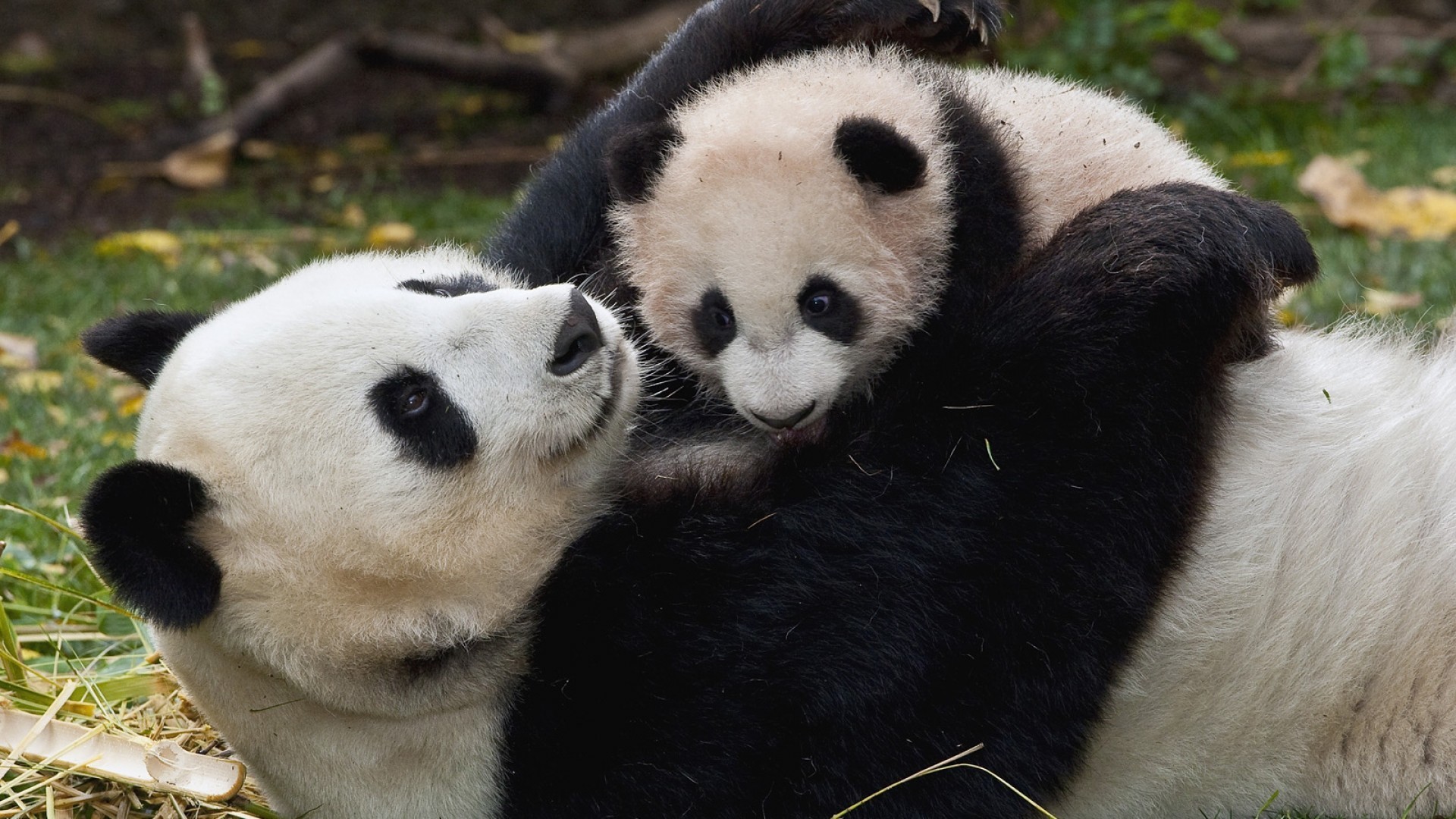 Panda gigante, Mamma e cucciolo, Abbraccio, Full HD, wallpaper per portatile