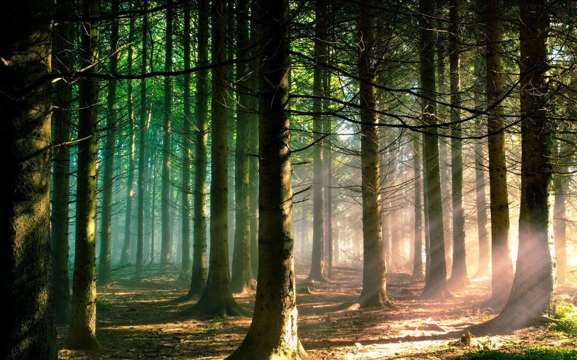 Raggi di sole, Pineta, Sentiero, Nebbia, 1920x1200, sfondo MacBook Pro