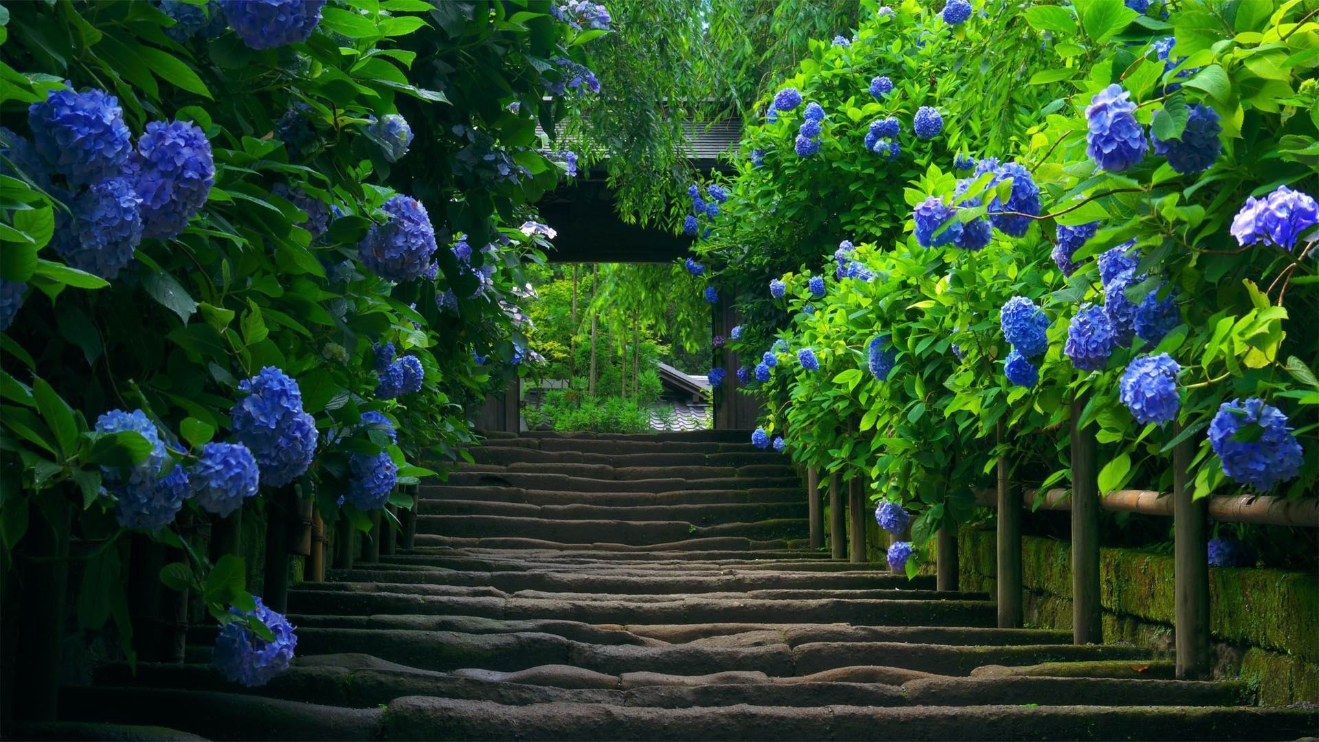 Ortensie, Scalinata, Giardino, Fiori blu, sfondo per desktop
